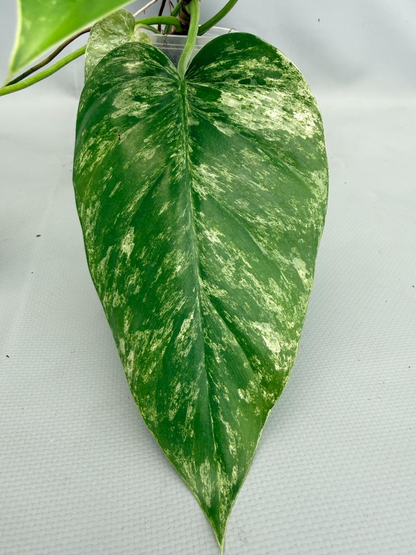 Philodendron Giganteum Variegata