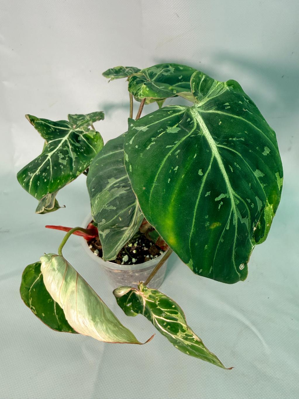 philodendron gloriosum for sale near me Philodendron Gloriosum Variegata