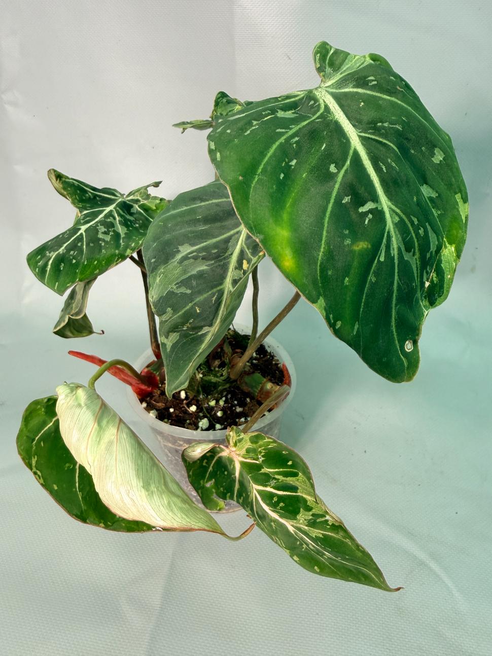 Philodendron Gloriosum Variegata 02