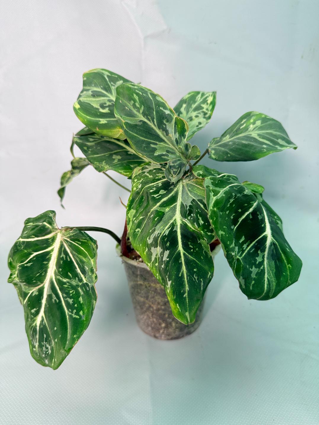 Philodendron Gloriosum Variegata 02