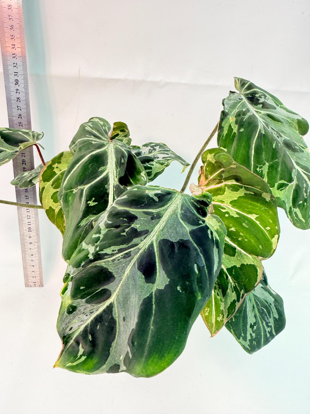 Philodendron Gloriosum Variegata 2