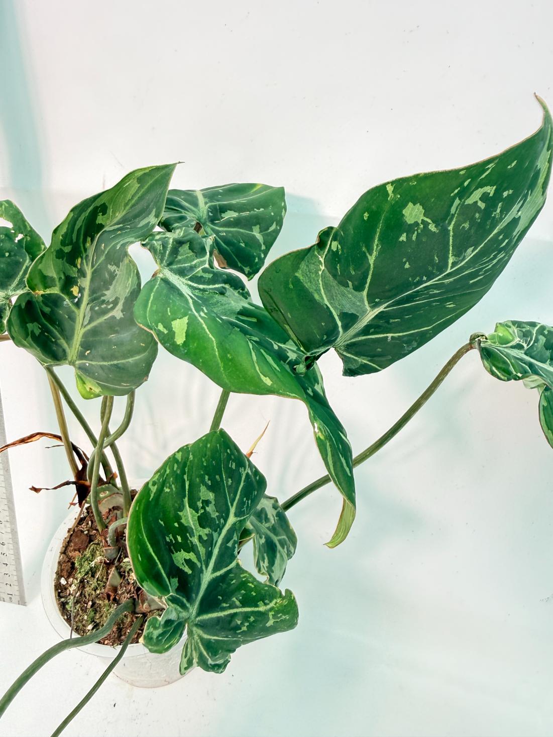 Philodendron Gloriosum Variegata 2
