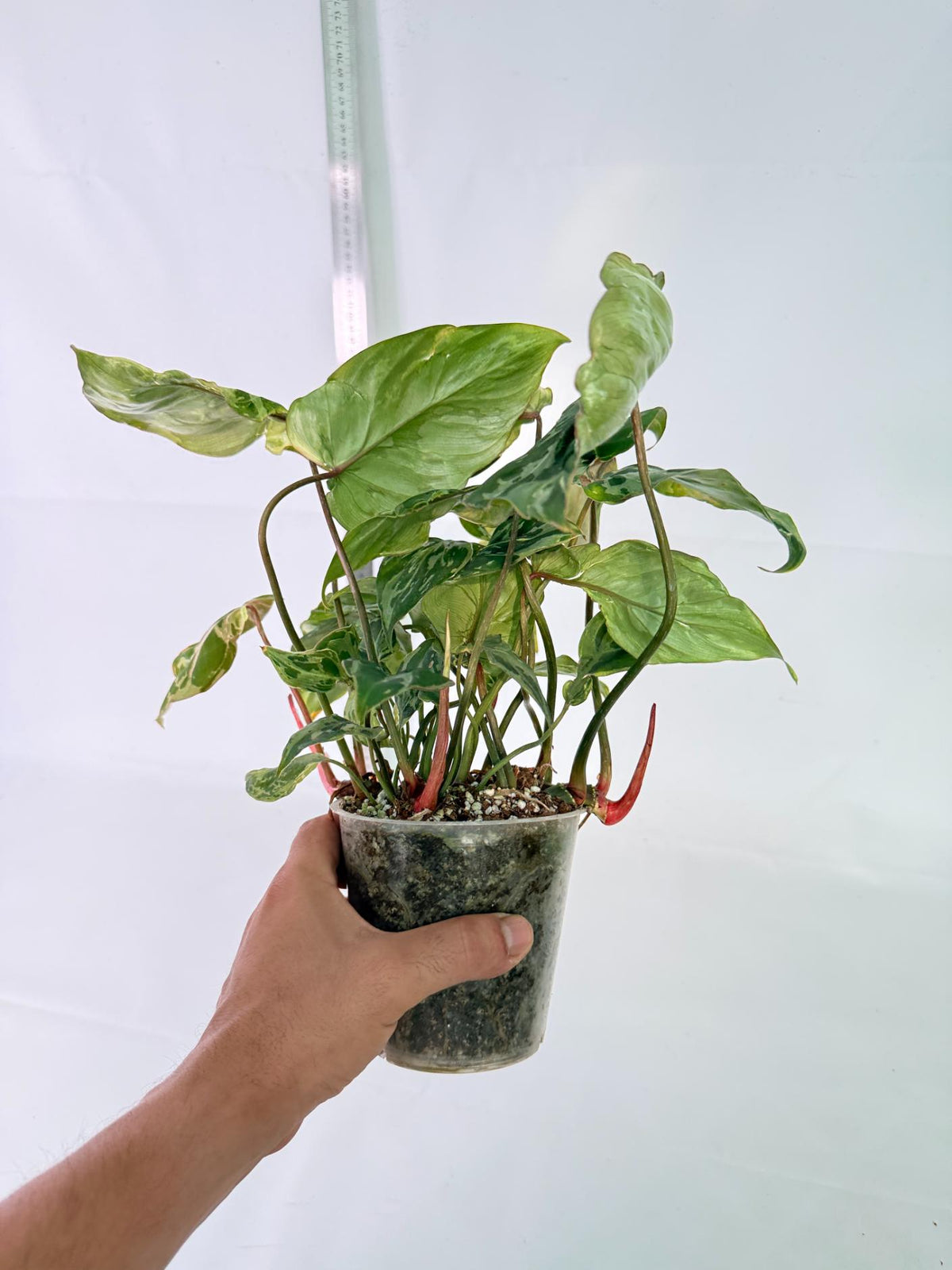 Philodendron Gloriosum Variegata 10
