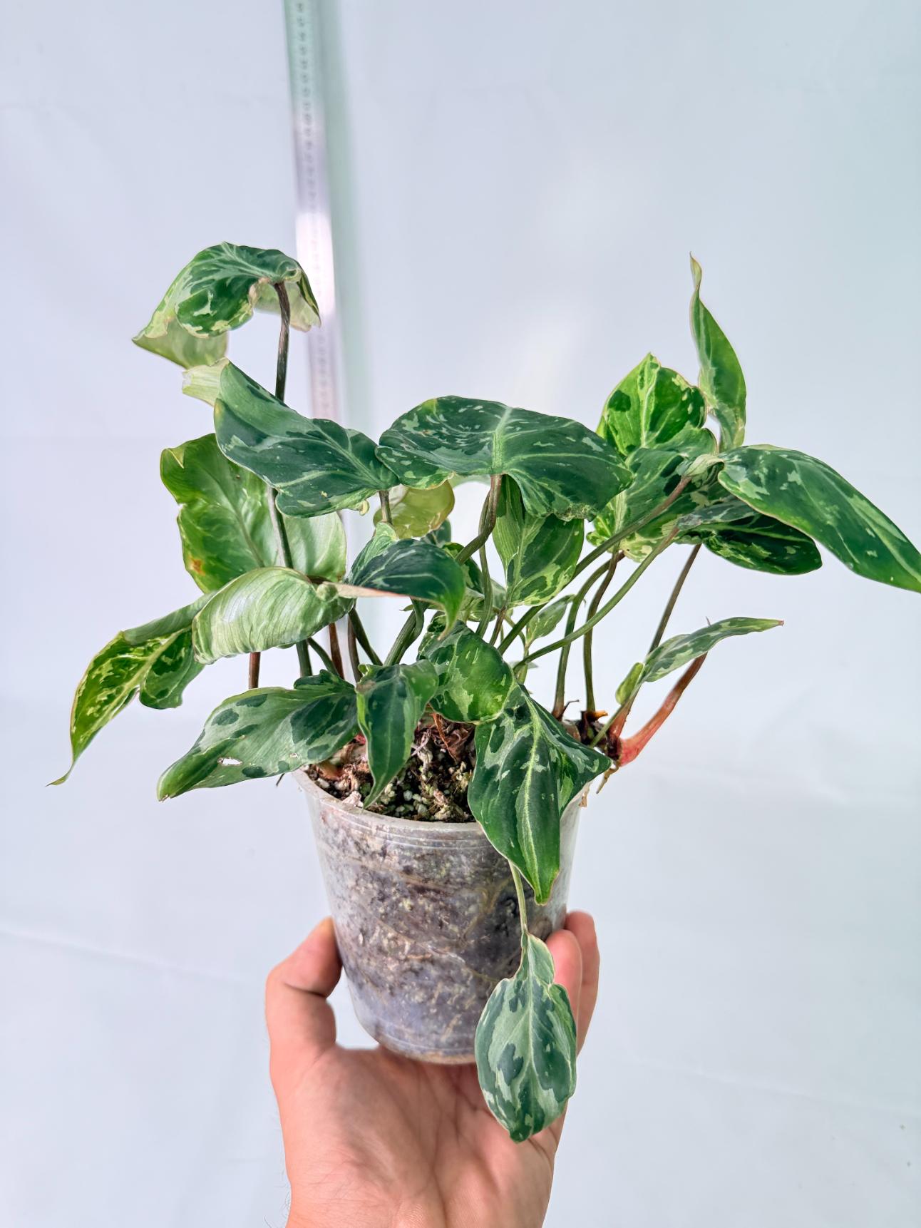 Philodendron Gloriosum Variegata 3