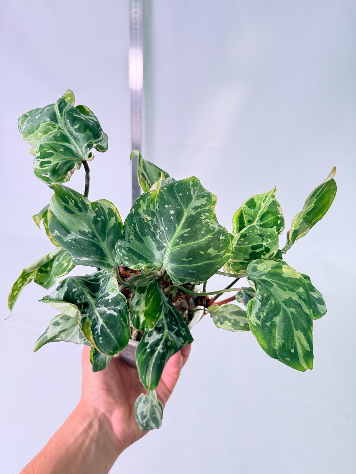 Philodendron Gloriosum Variegata 9