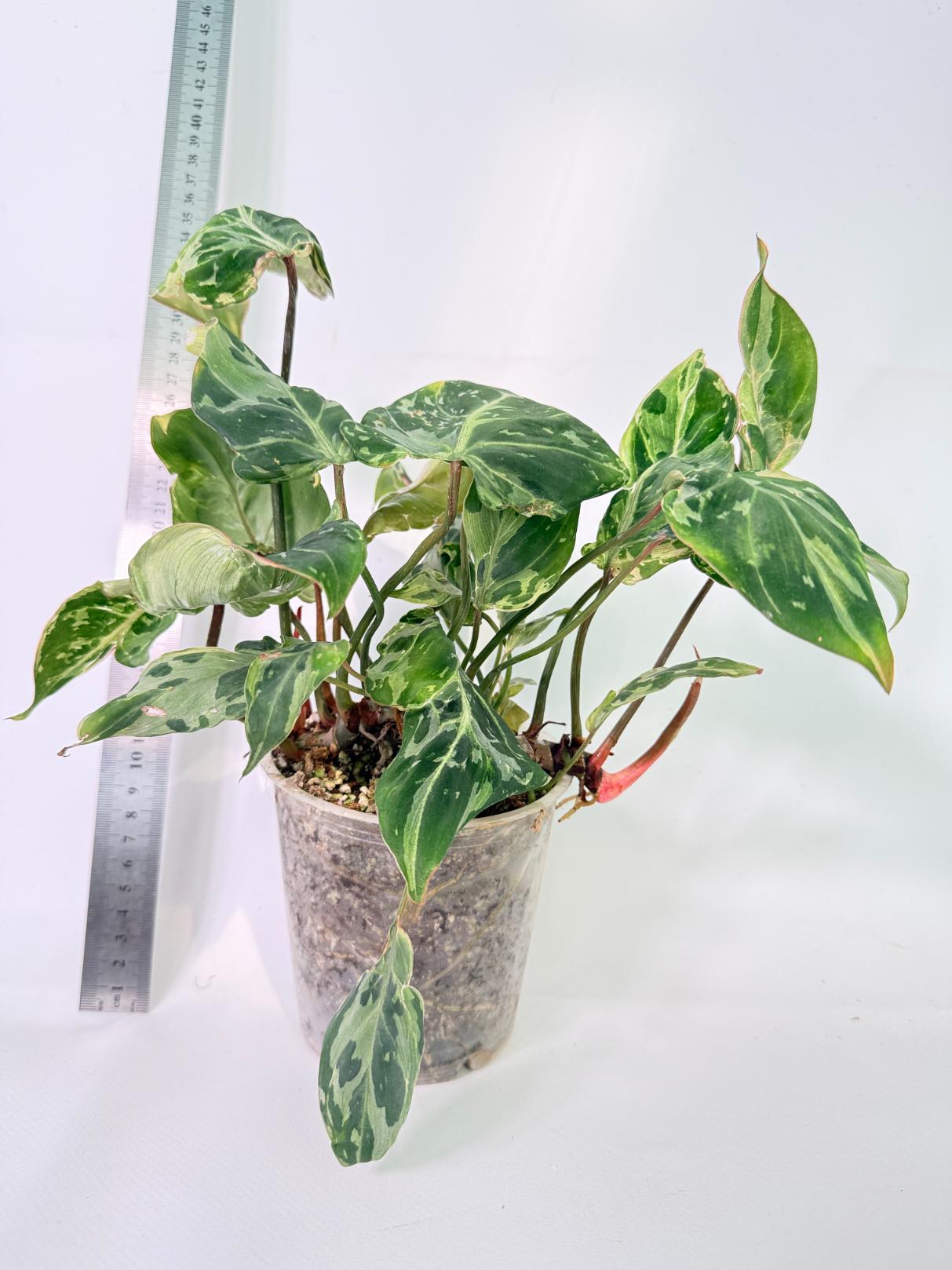 Philodendron Gloriosum Variegata 1