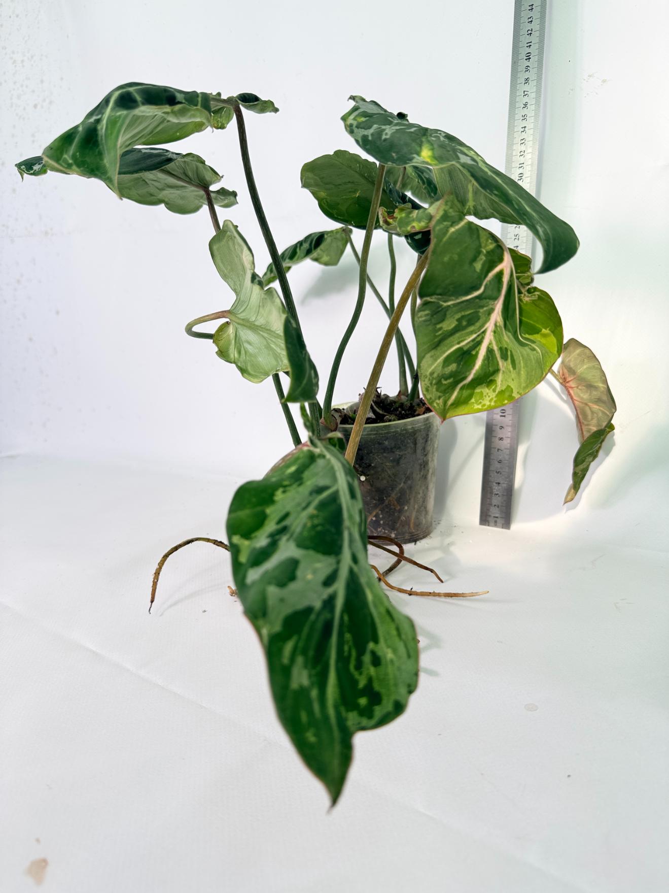 Philodendron Gloriosum Variegata 02