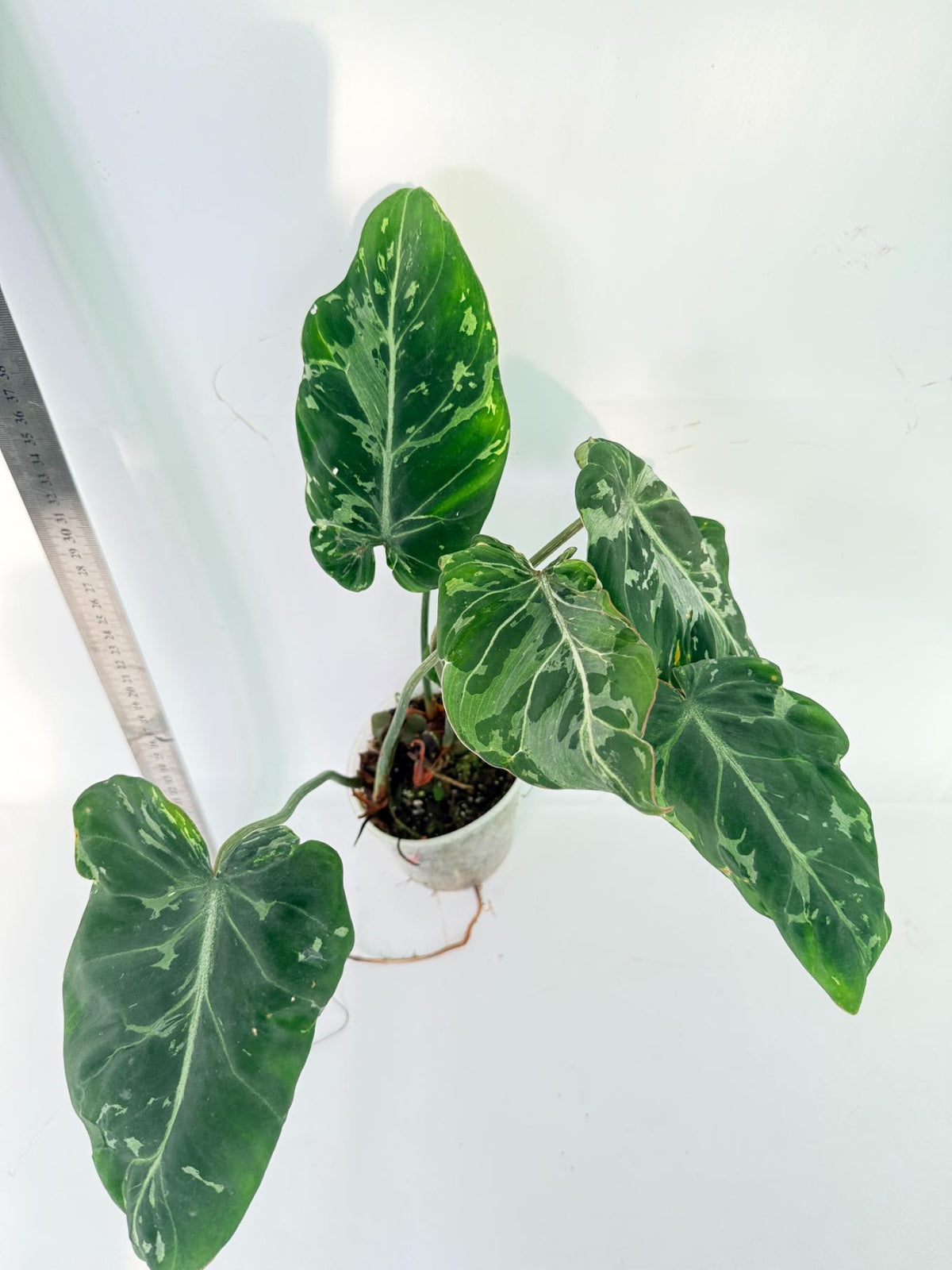Philodendron Gloriosum Variegata 2