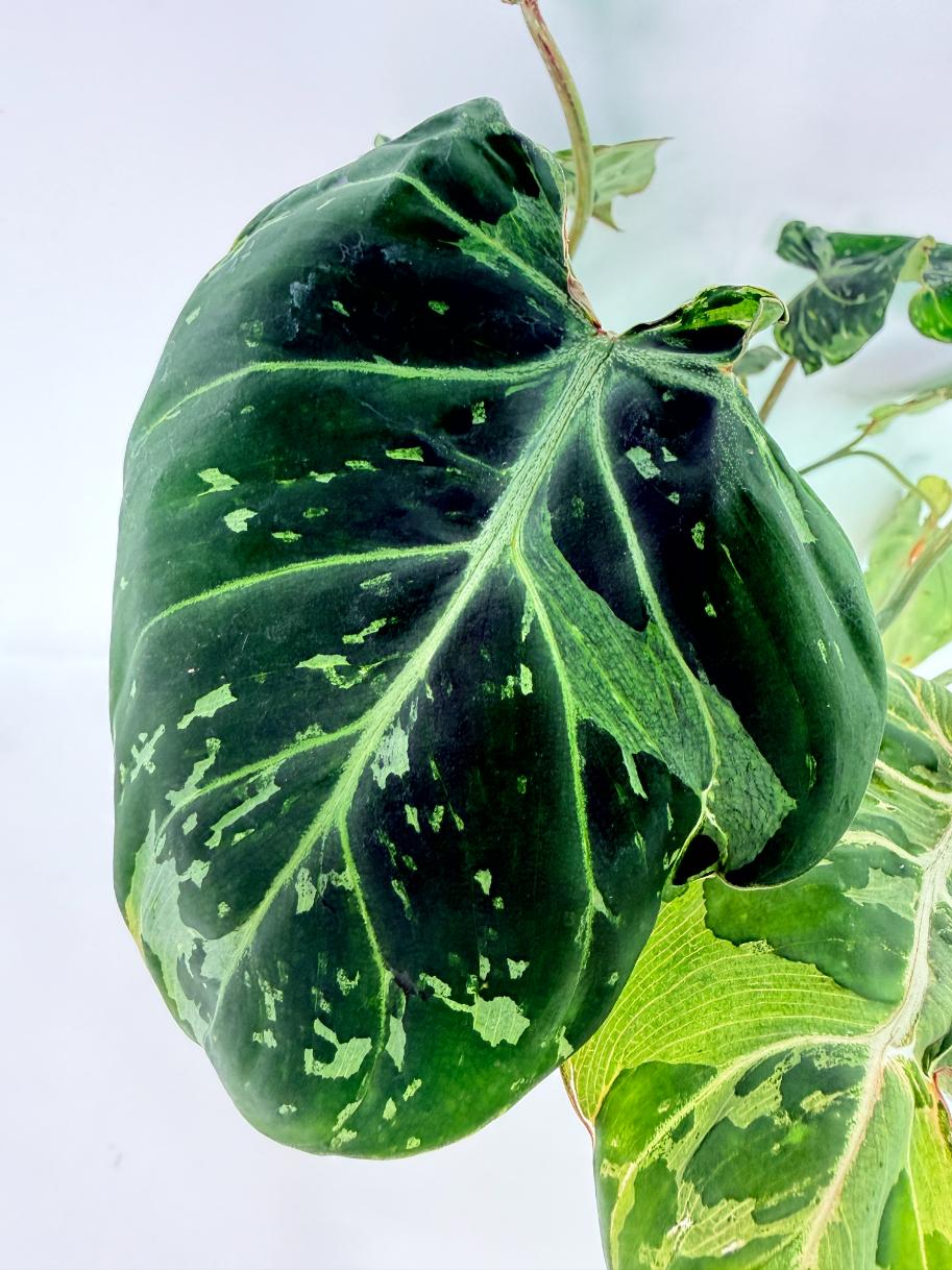 Philodendron Gloriosum Variegata 05