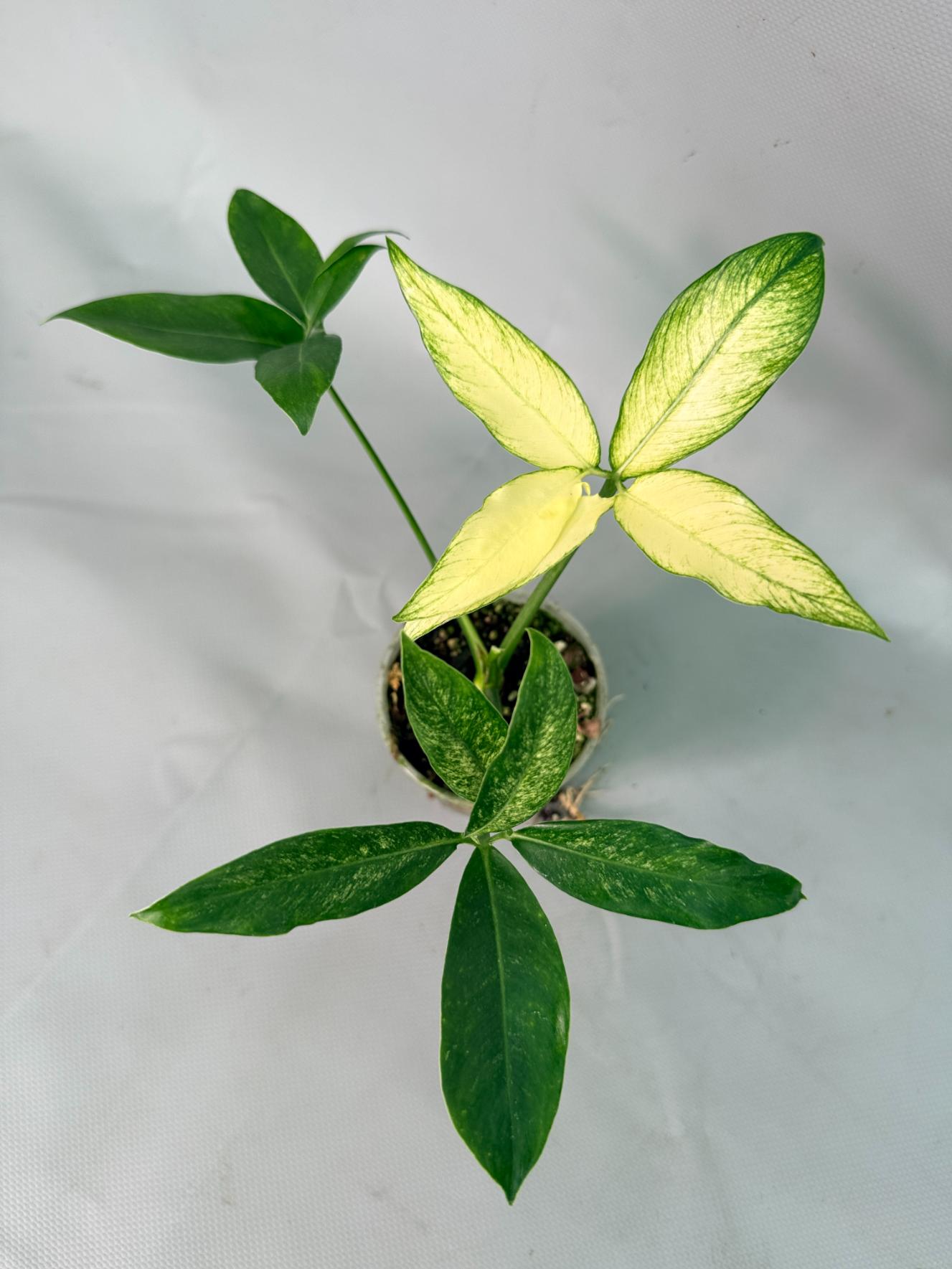 philodendron goeldii mint Philodendron Goeldii Variegata