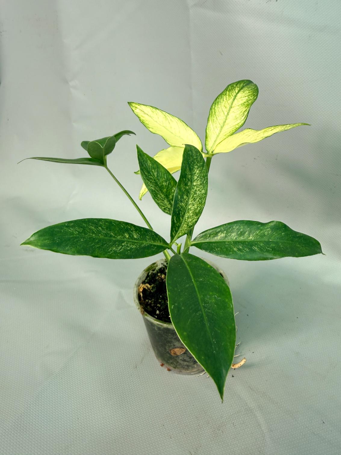Philodendron Goeldii Mint 02