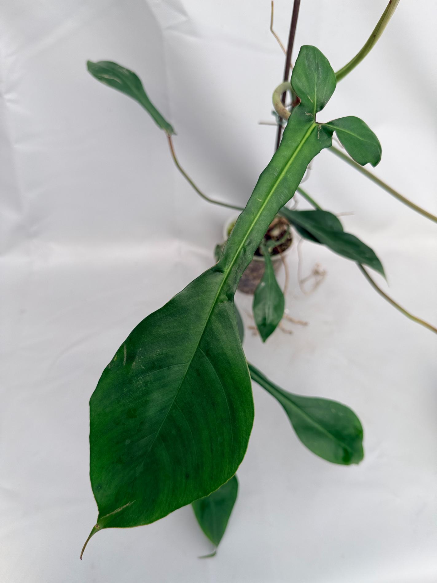 Philodendron Joepii XL 02