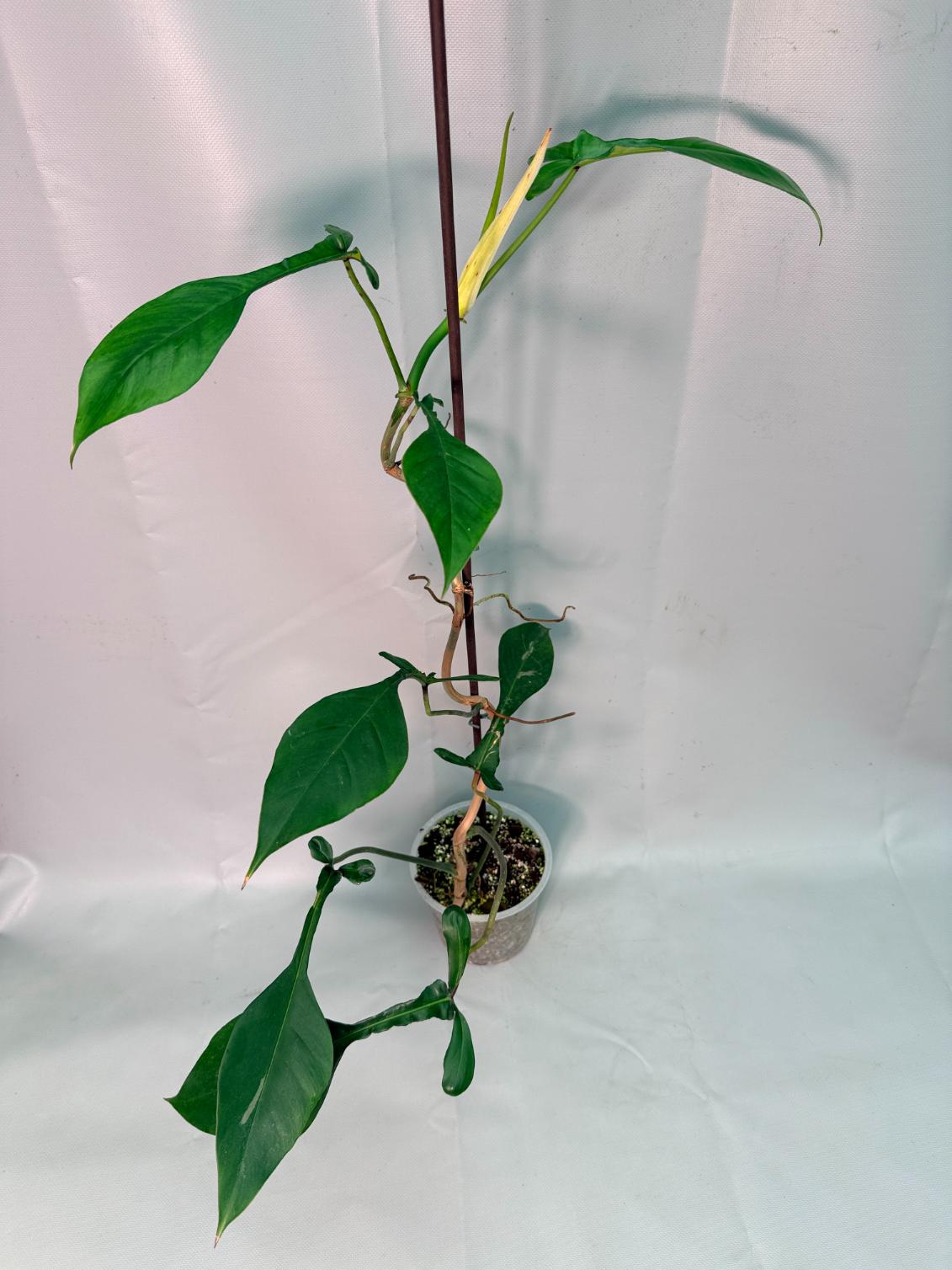 Philodendron Joepii XL 02