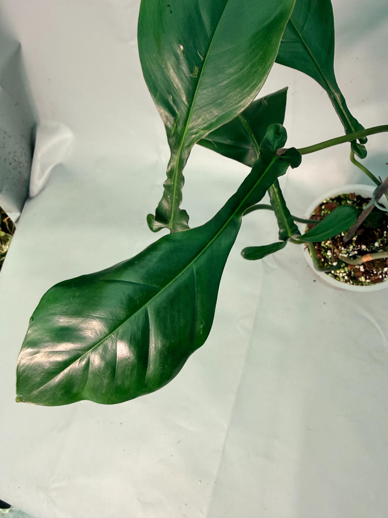 Philodendron Joepii XL 02