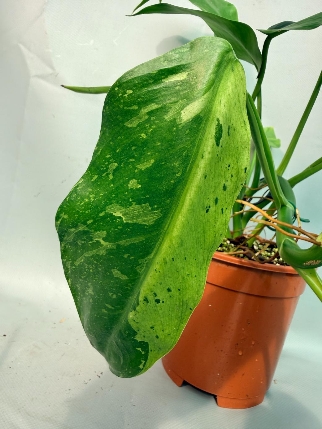Philodendron Jose Buono variegata XL 07