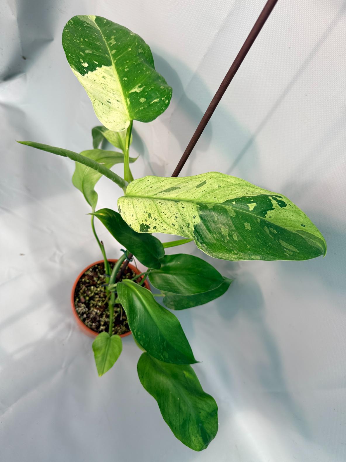 Philodendron Jose Buono variegata XL 01