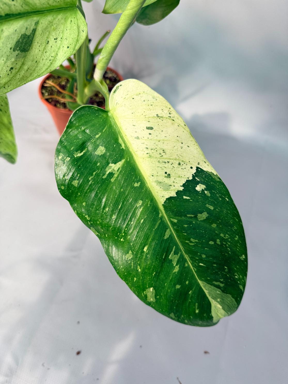 Philodendron Jose Buono variegata XL 03