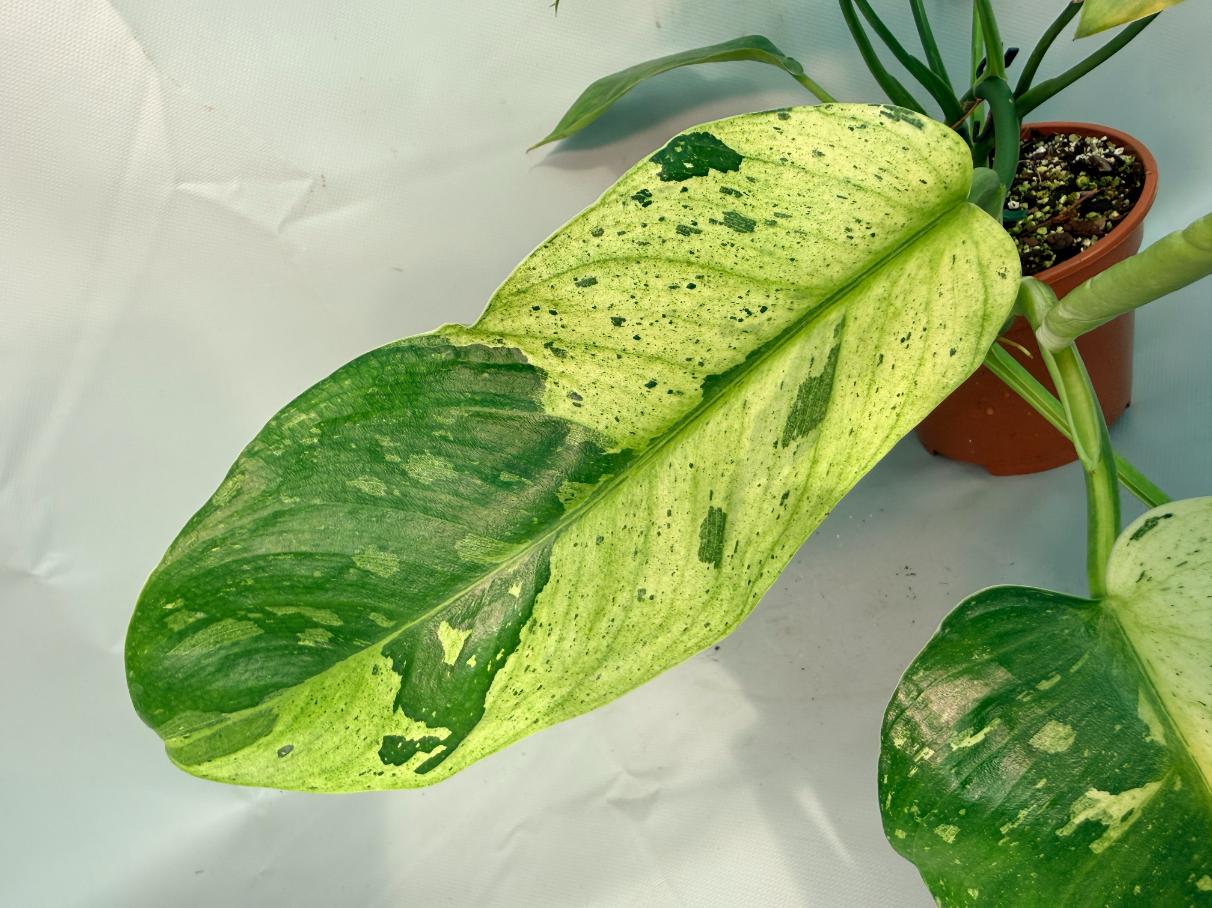 Philodendron Jose Buono variegata XL 04