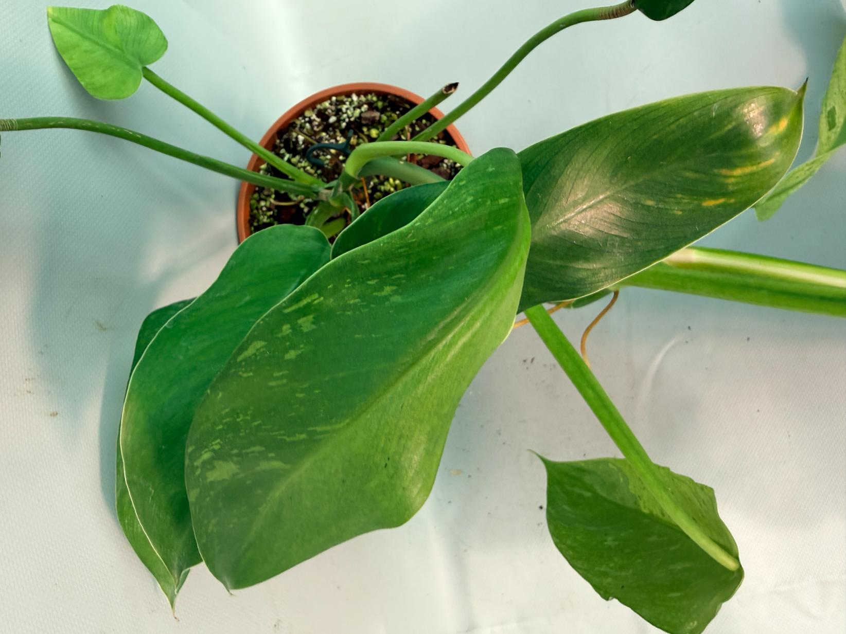 Philodendron Jose Buono variegata XL 05