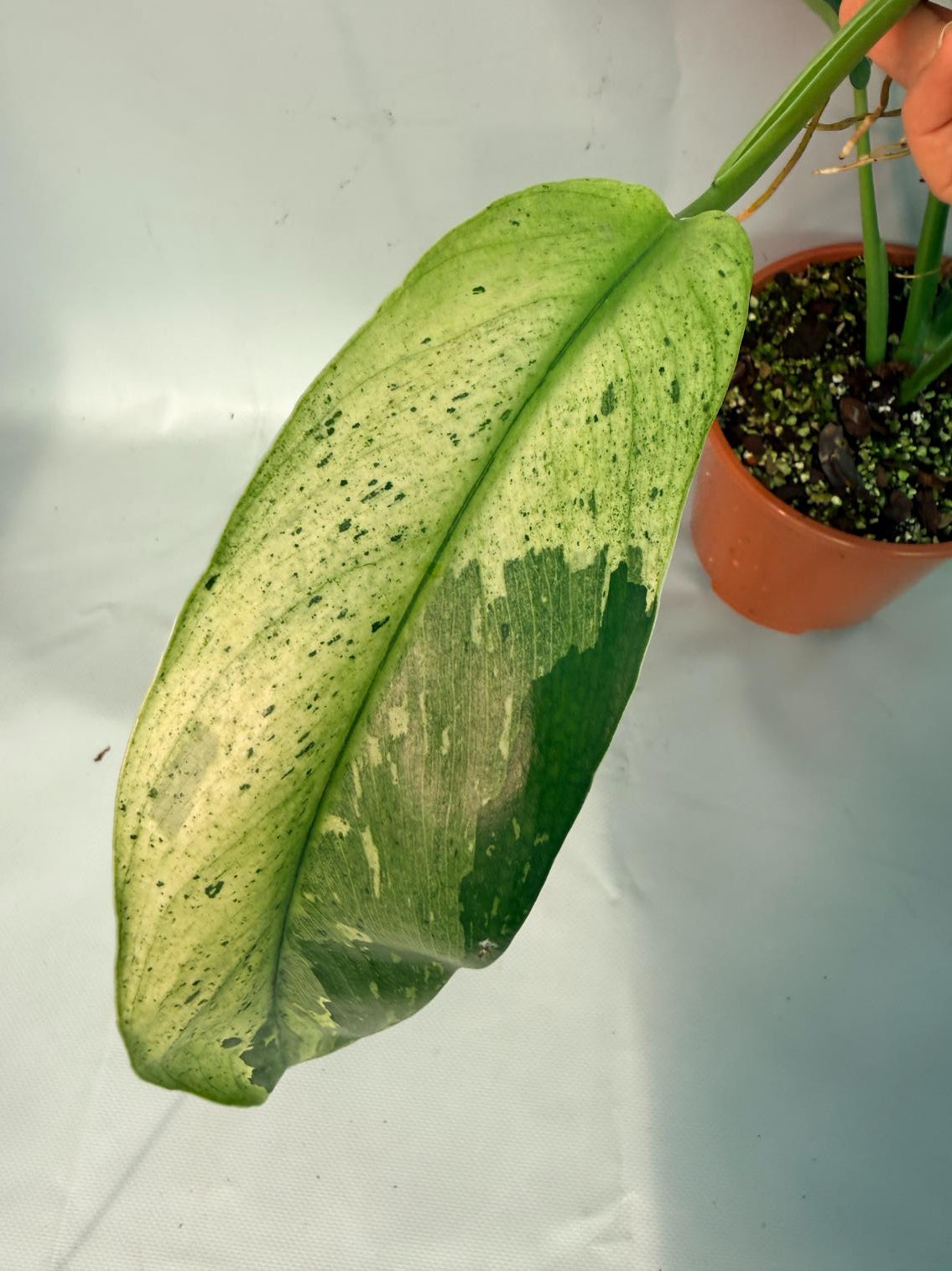 Philodendron Jose Buono variegata XL 08