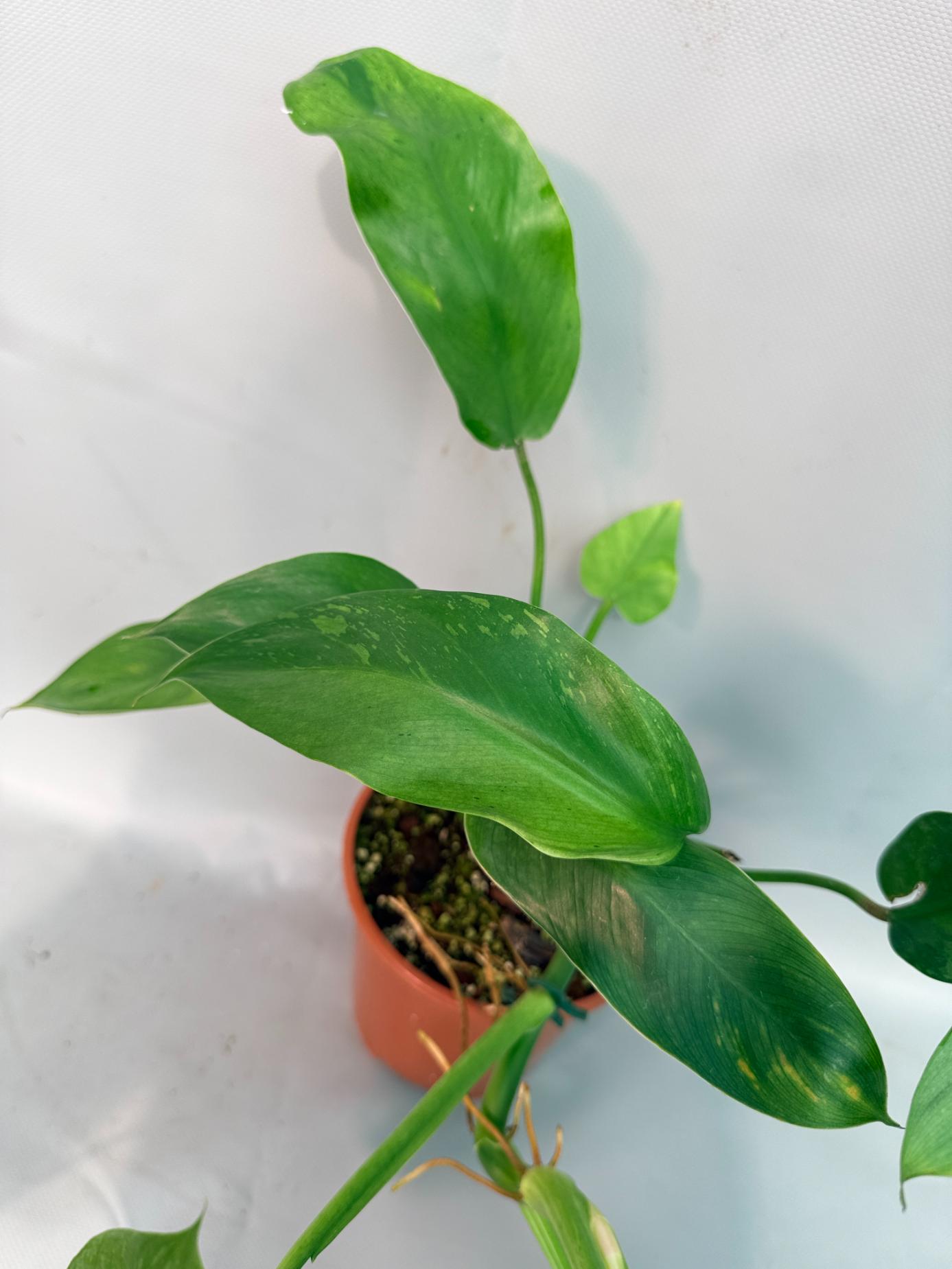 Philodendron Jose Buono variegata XL 06