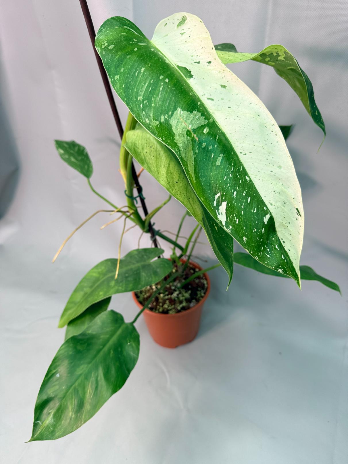 Philodendron Jose Buono variegata XL 02