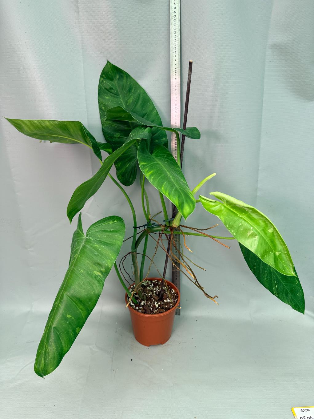 Philodendron Jose Buono variegata XL | Welovetropicalplants