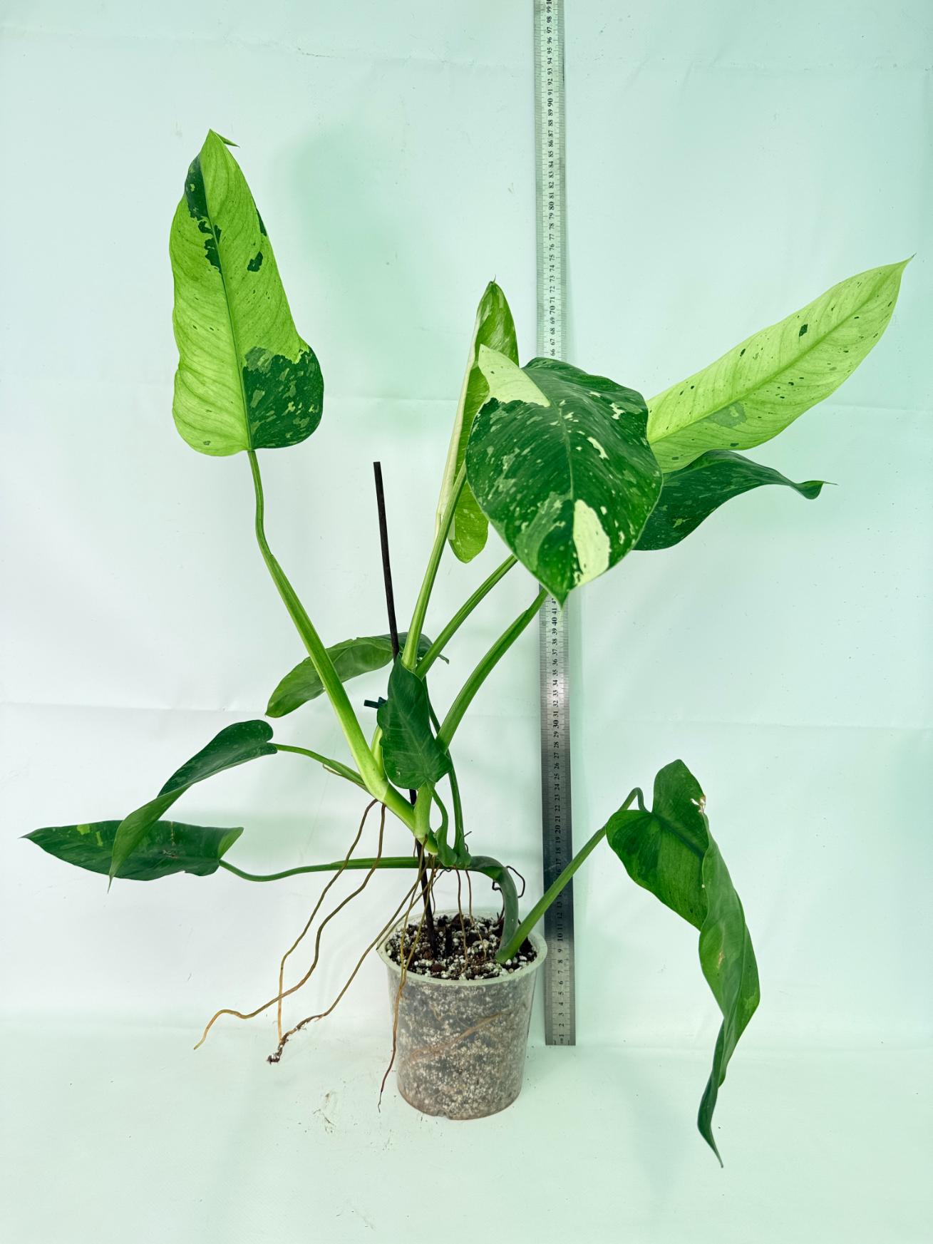 Philodendron Jose Buono variegata XL 02