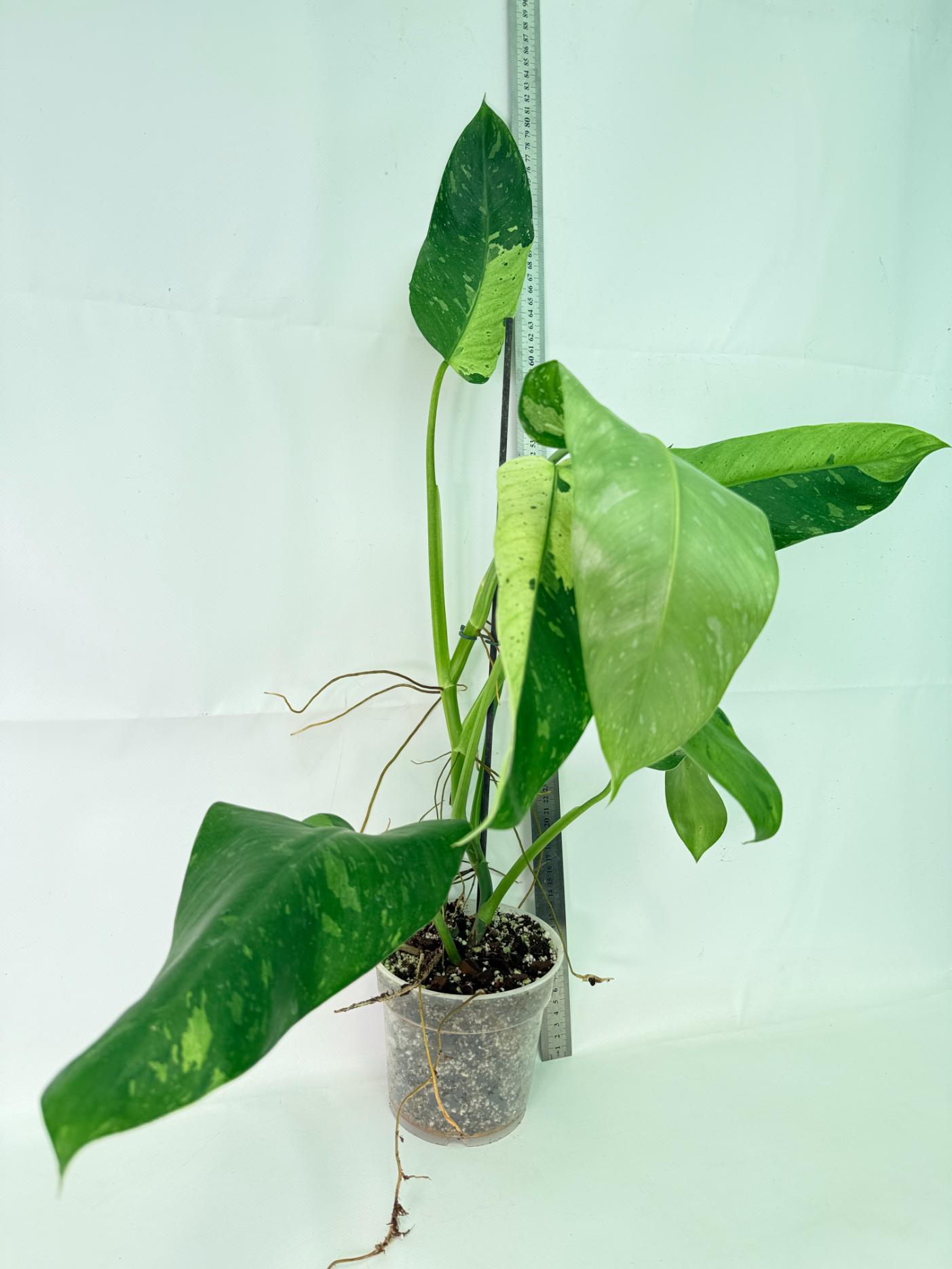 Philodendron Jose Buono variegata XL 02
