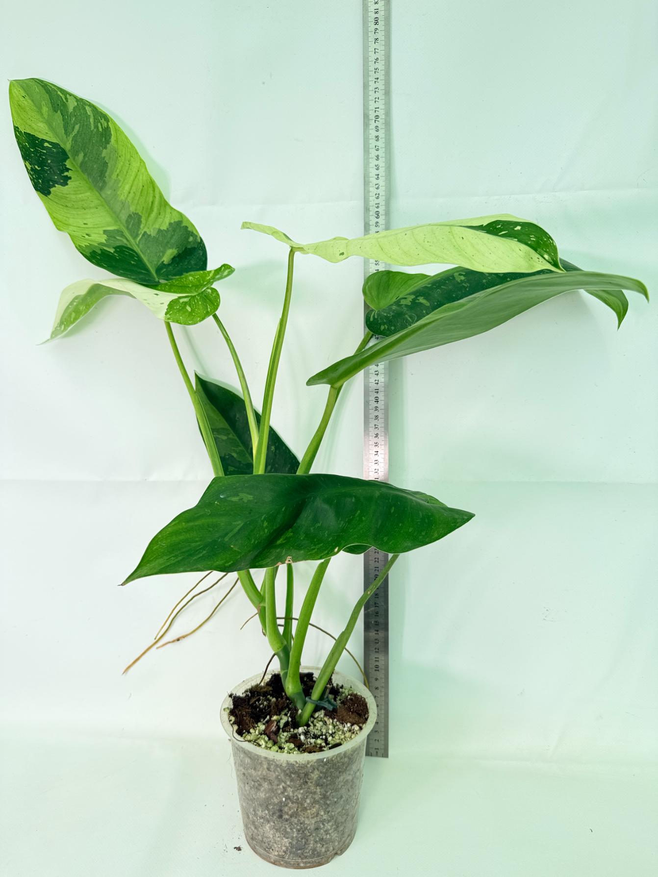 Philodendron Jose Buono variegata XL 02