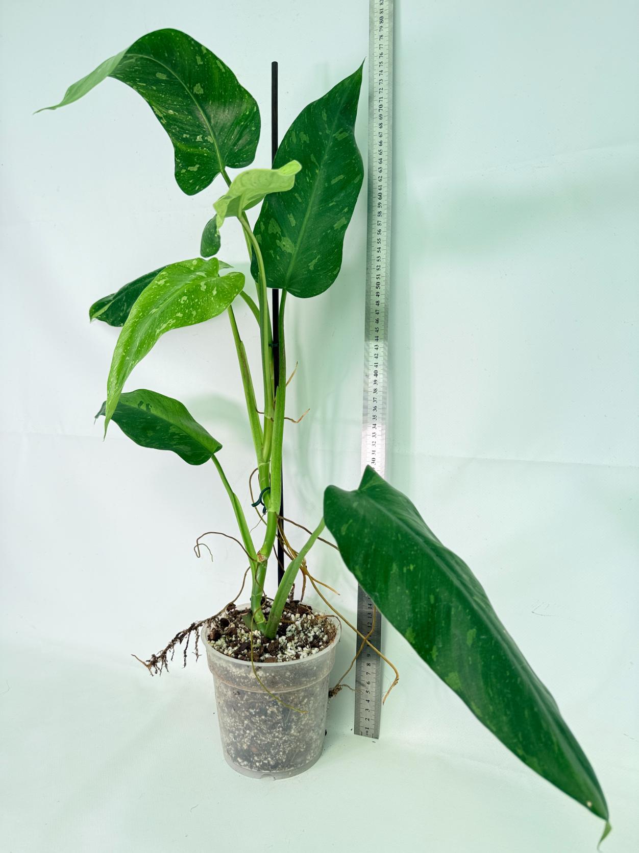 Philodendron Jose Buono variegata XL 01