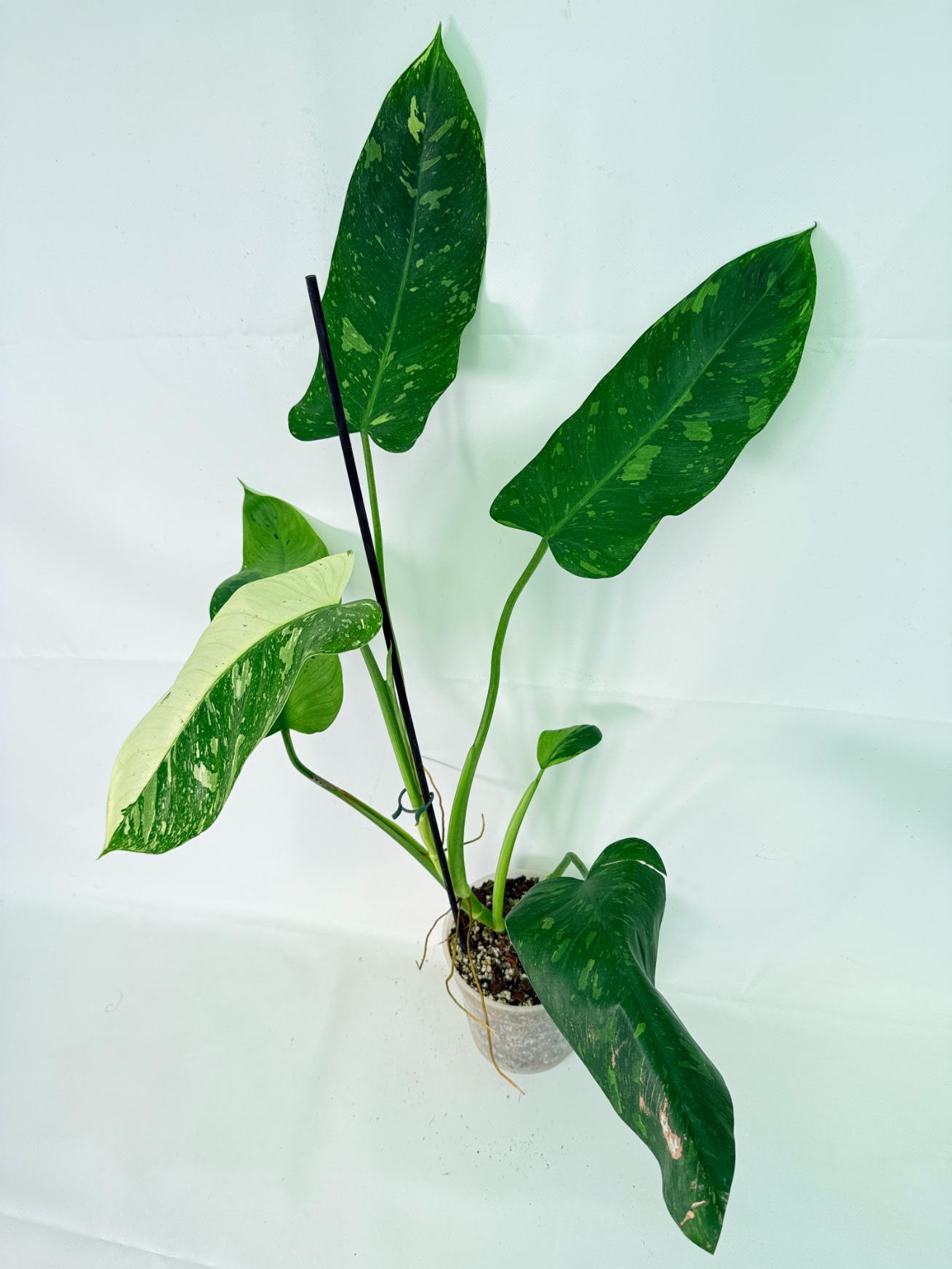 Philodendron Jose Buono variegata XL 02