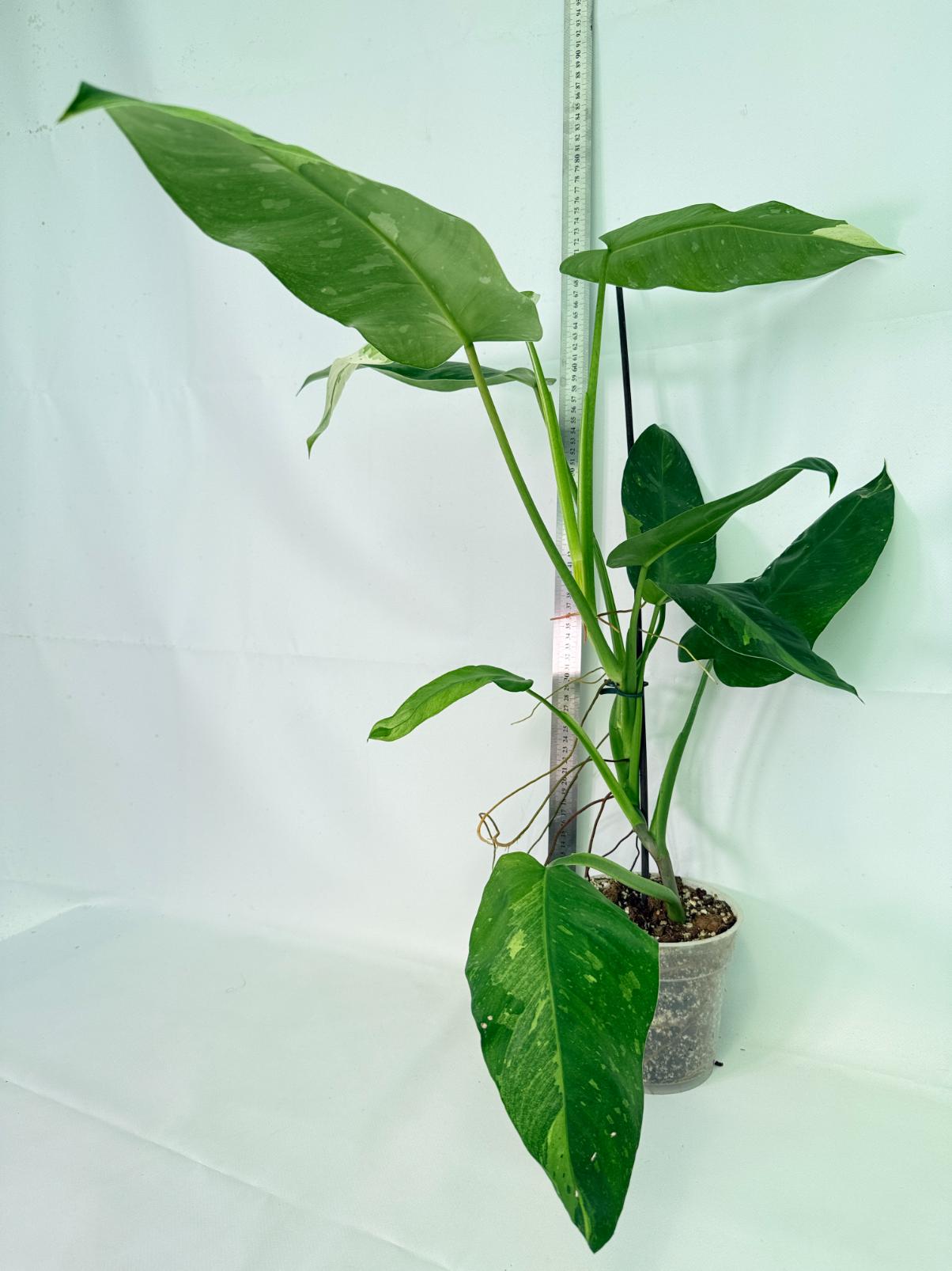 Philodendron Jose Buono variegata XL 01