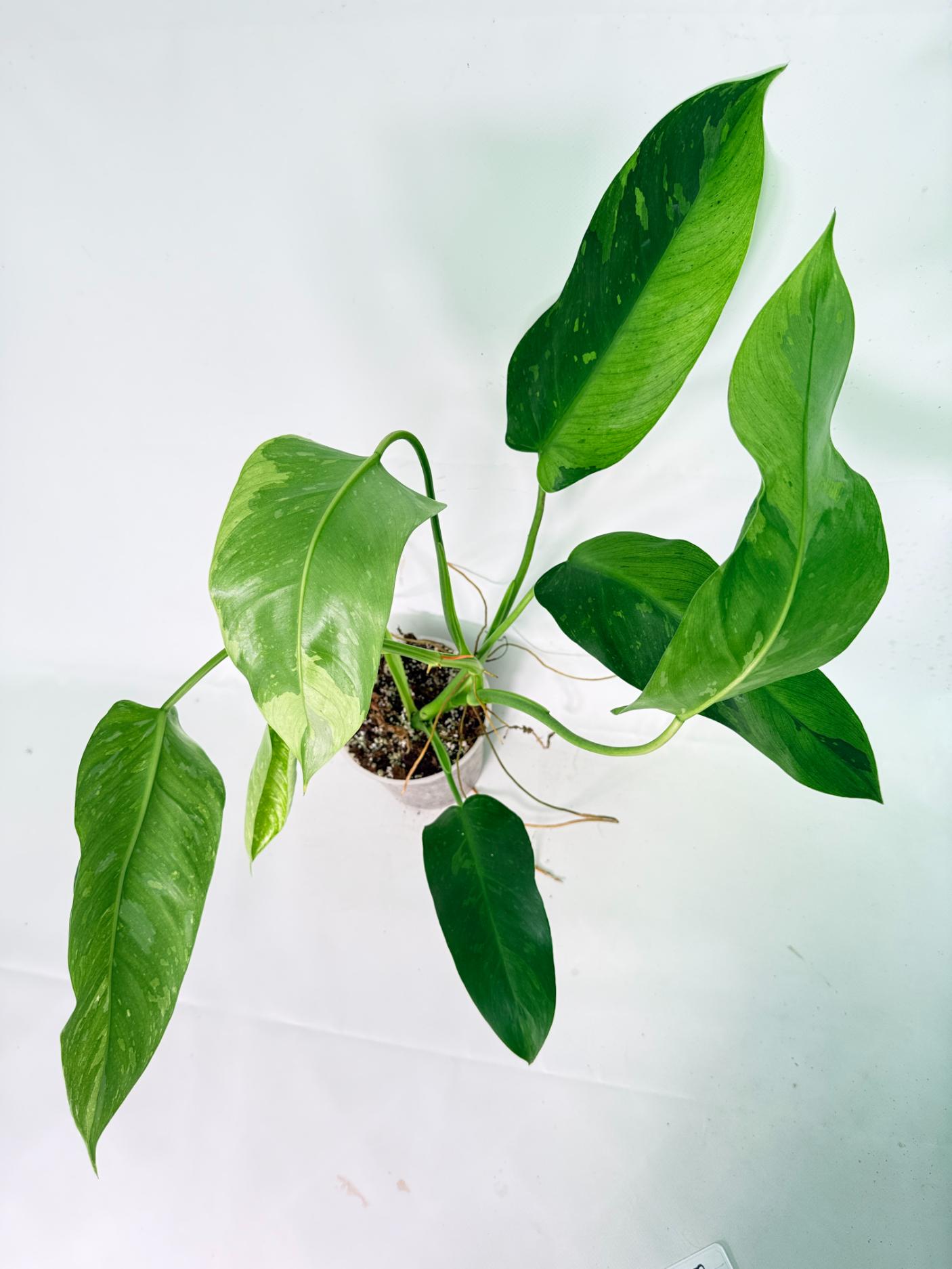 Philodendron Jose Buono variegata XL 14