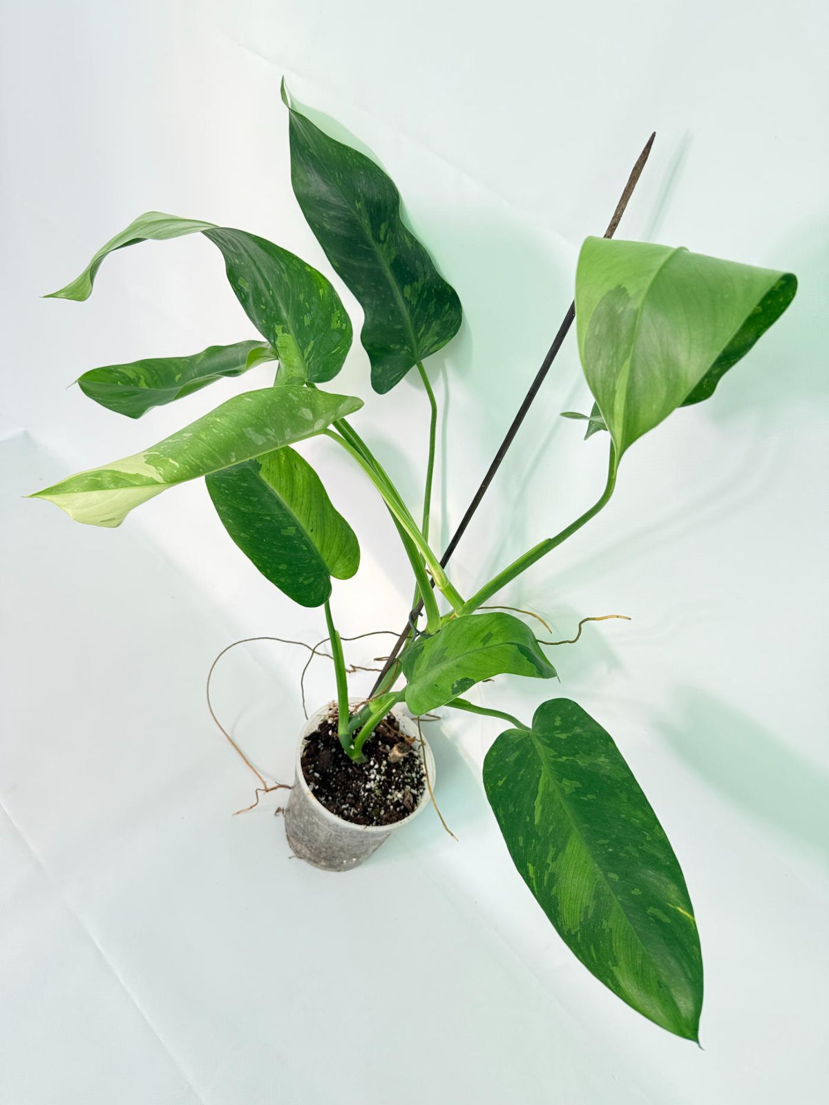 Philodendron Jose Buono variegata XL 02