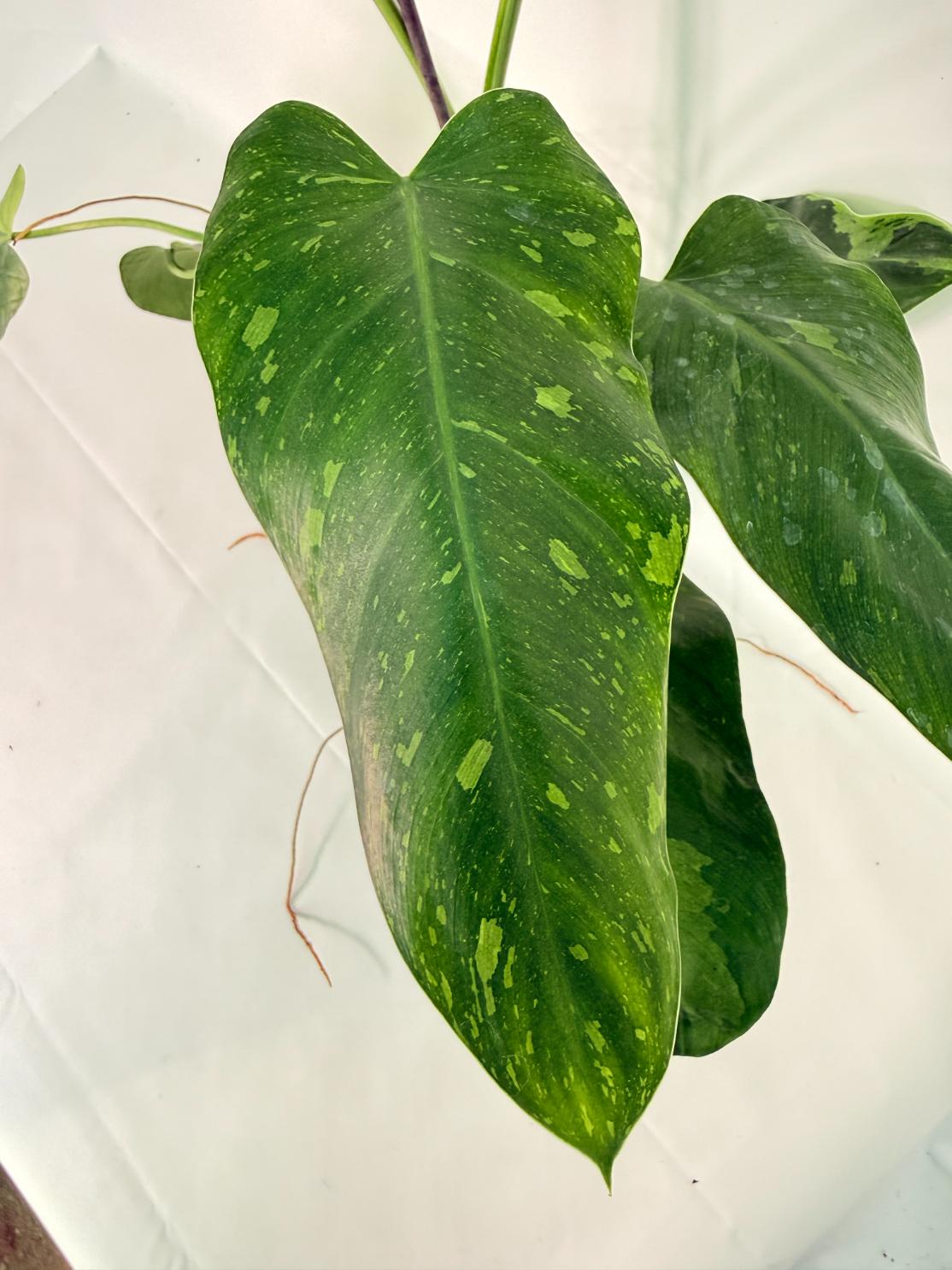 Philodendron Jose Buono variegata XL 02