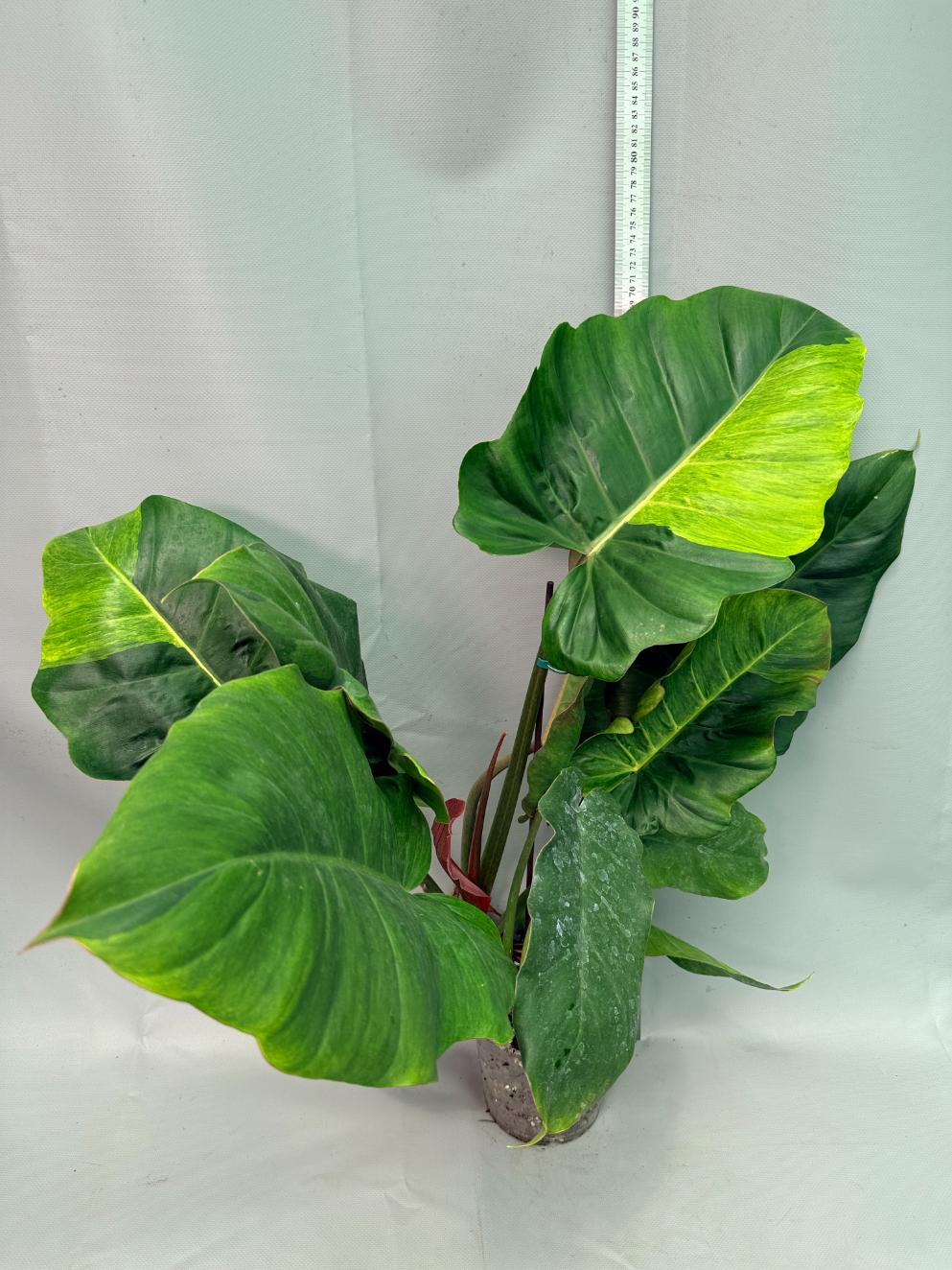 Philodendron Jungle Fever Variegata 02