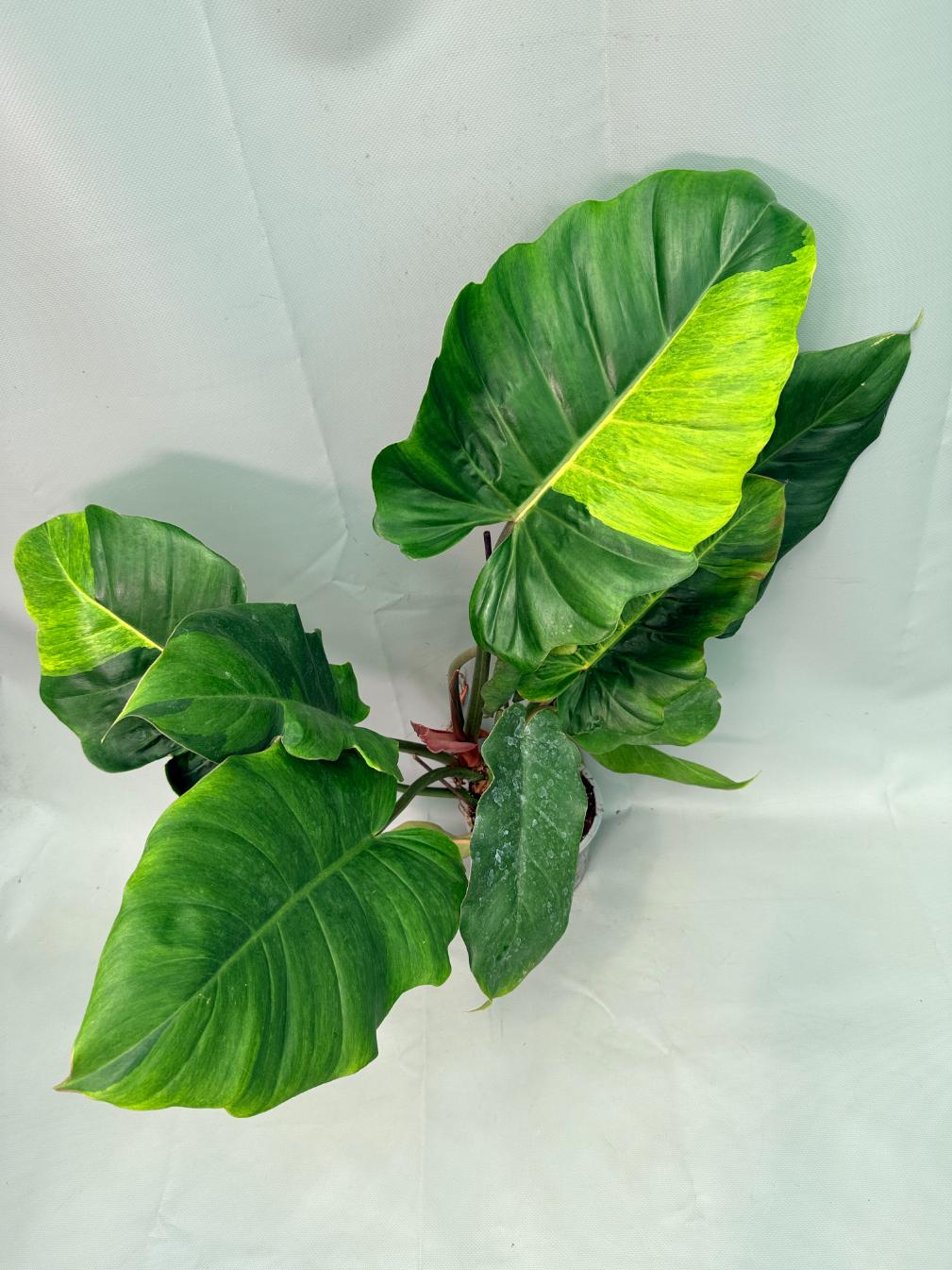 Philodendron Jungle Fever Variegata | Welovetropicalplants