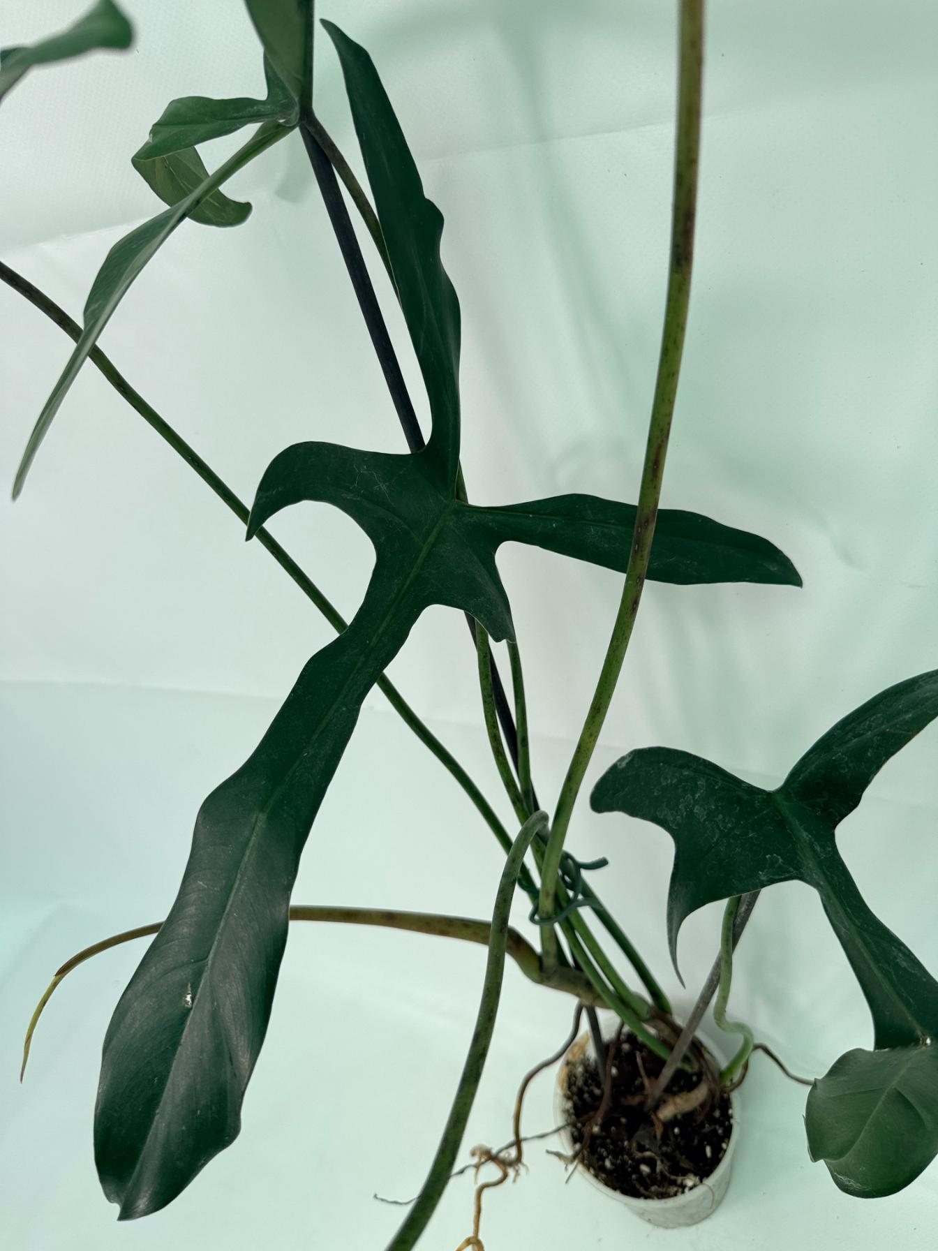 Philodendron Longilobatum Lelano Miyano large 2