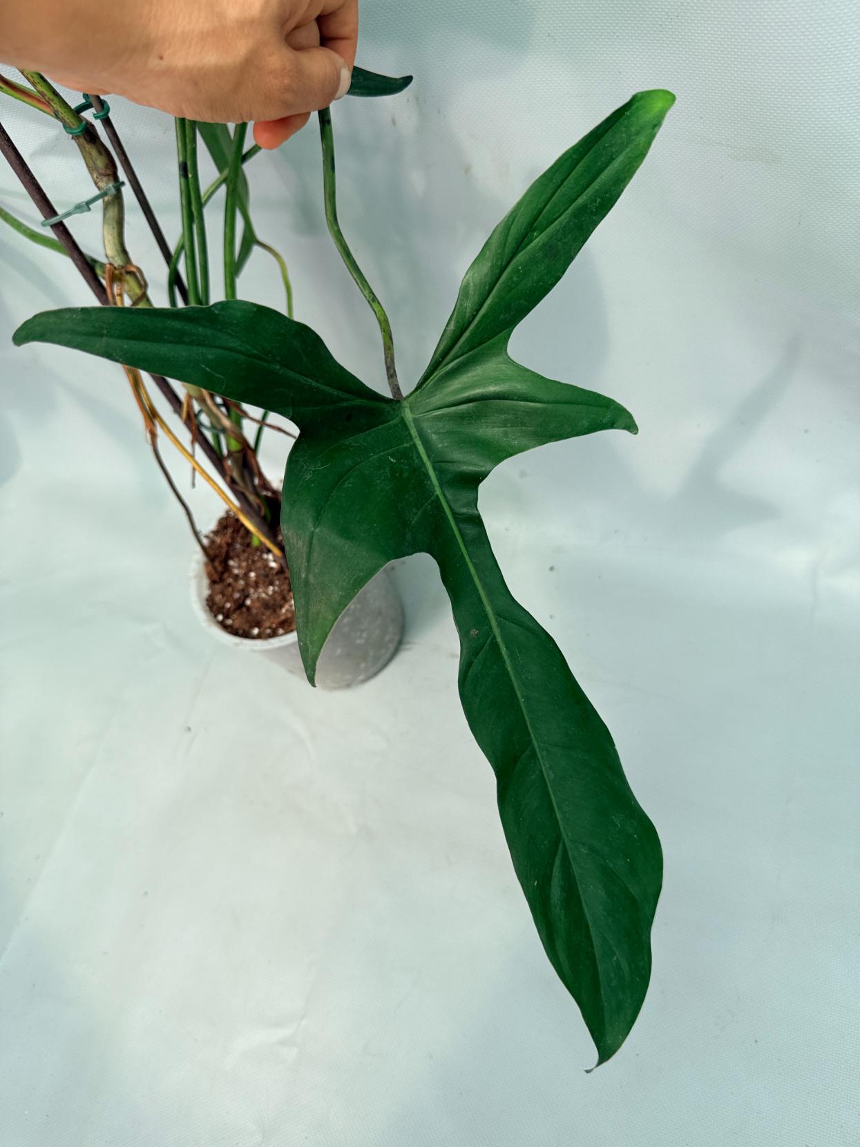 Philodendron Longilobatum Lelano Miyano large XXL 01