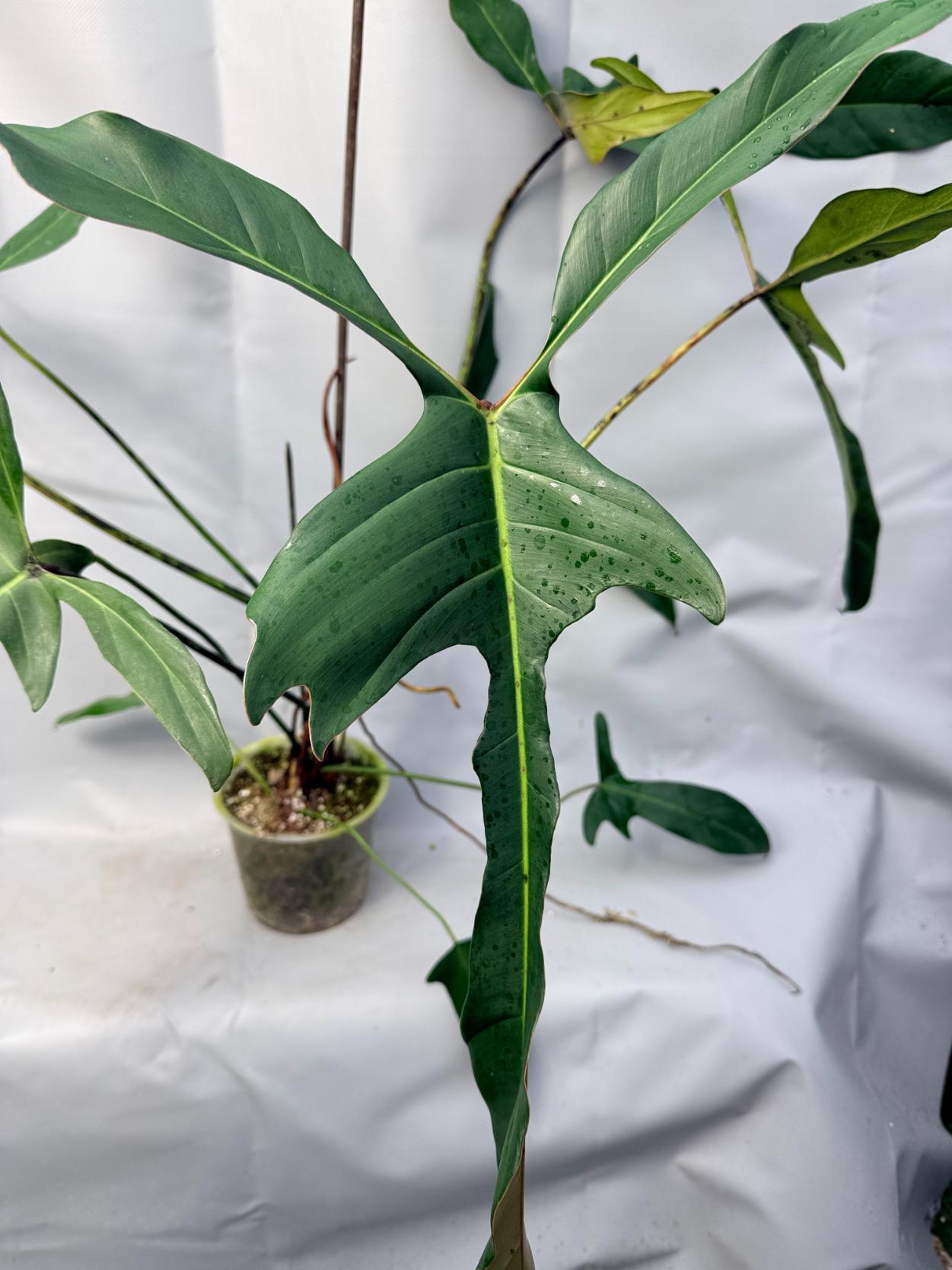 best faux snake plant Artificial Snake Plant | Plants