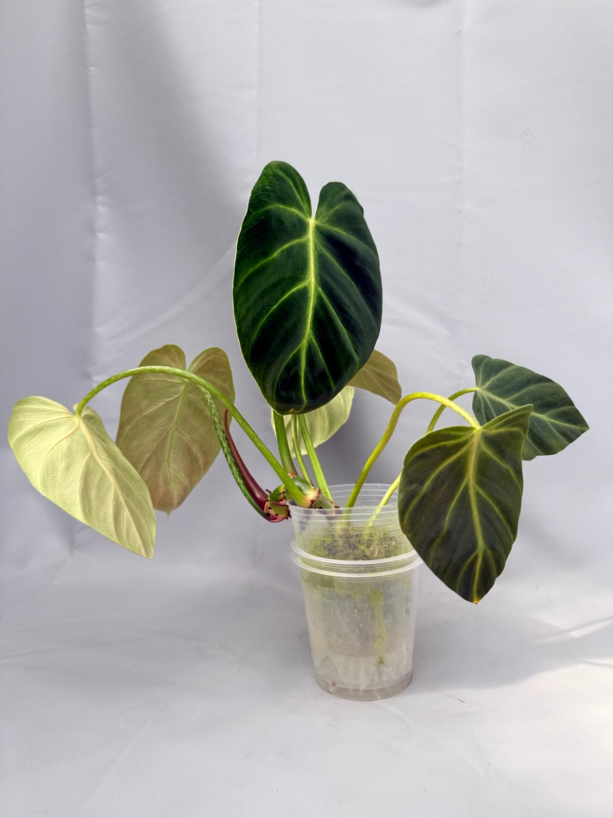 luxurians philodendron Philodendron Luxurians