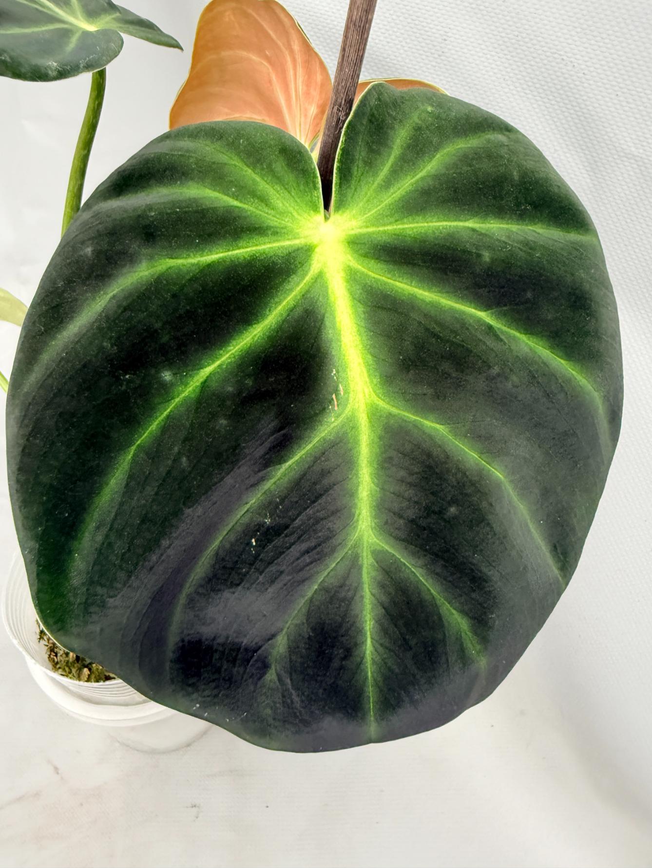 Philodendron Luxurians 02