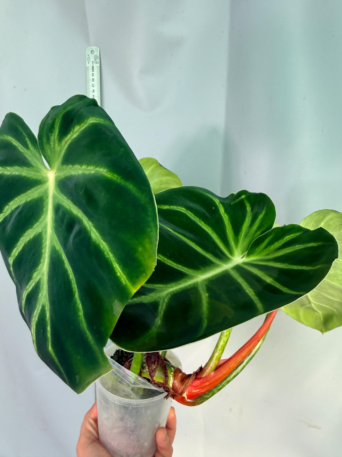 Philodendron Luxurians 2