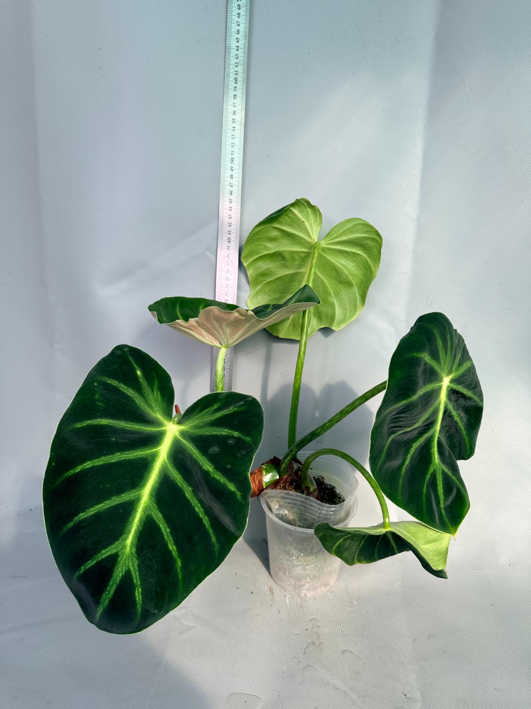 Philodendron Luxurians