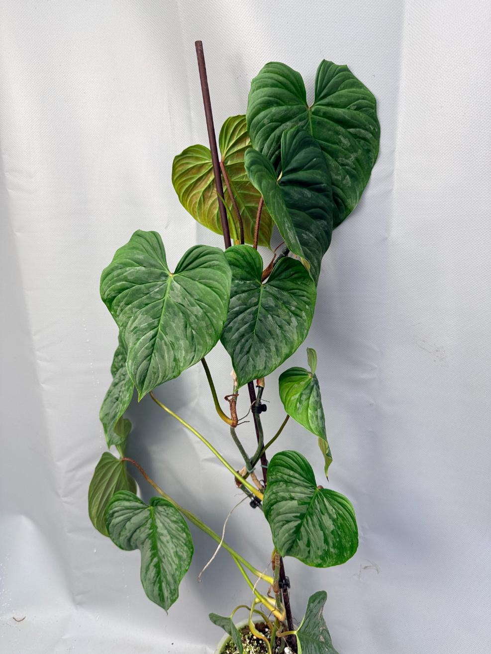 majestic philodendron Philodendron Majestic XL 2 in 1