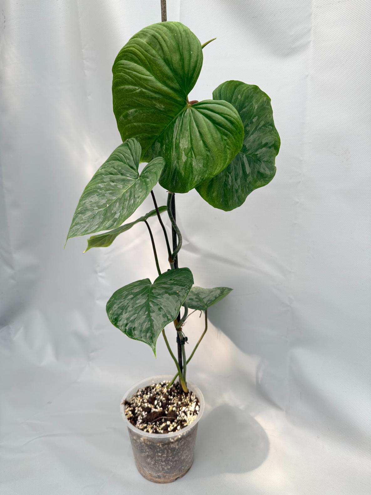 majesty philodendron Philodendron Majestic XL