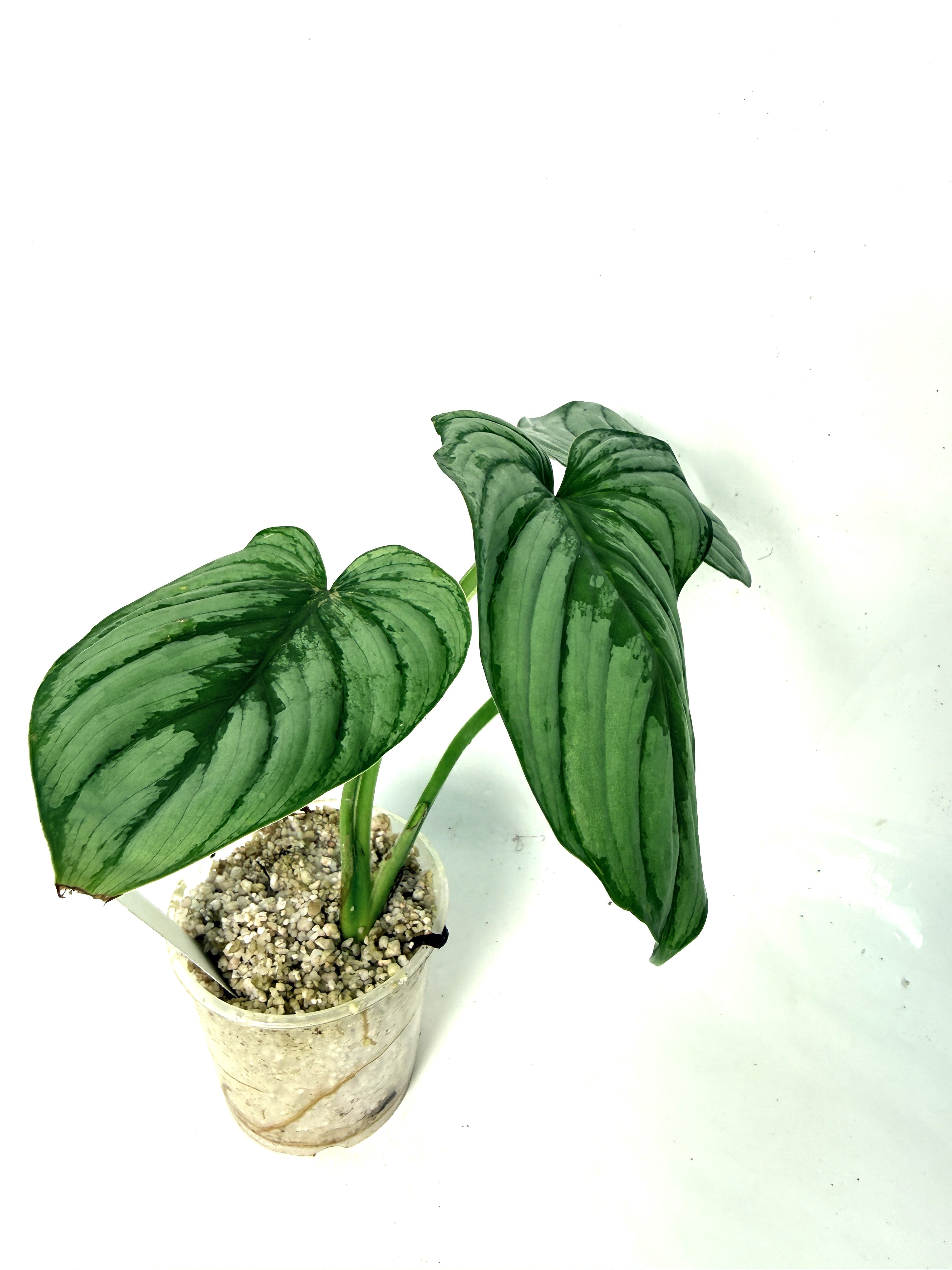 philodendron babies Philodendron Mamei (young plant)