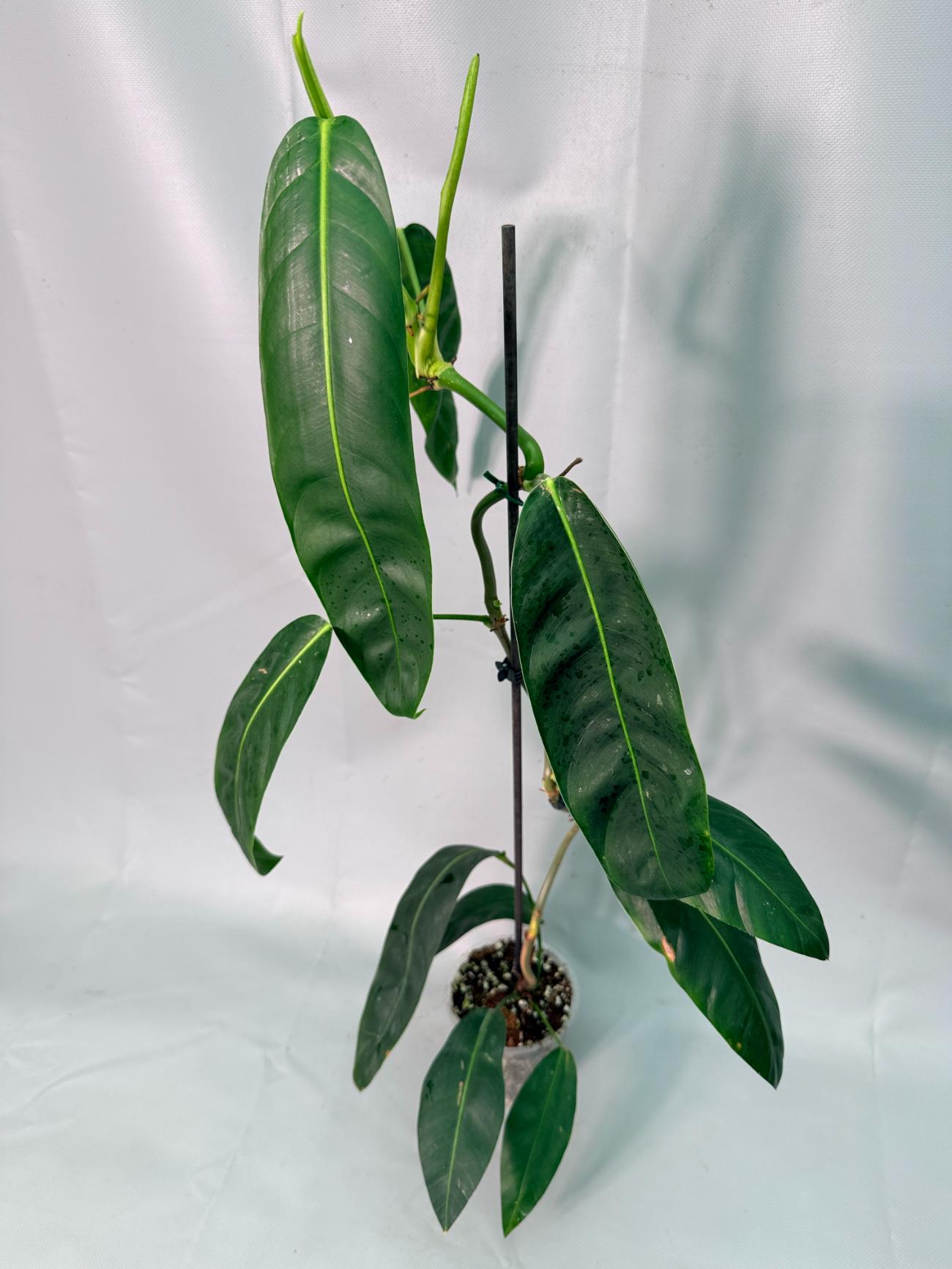 Philodendron Patriciae XL 01