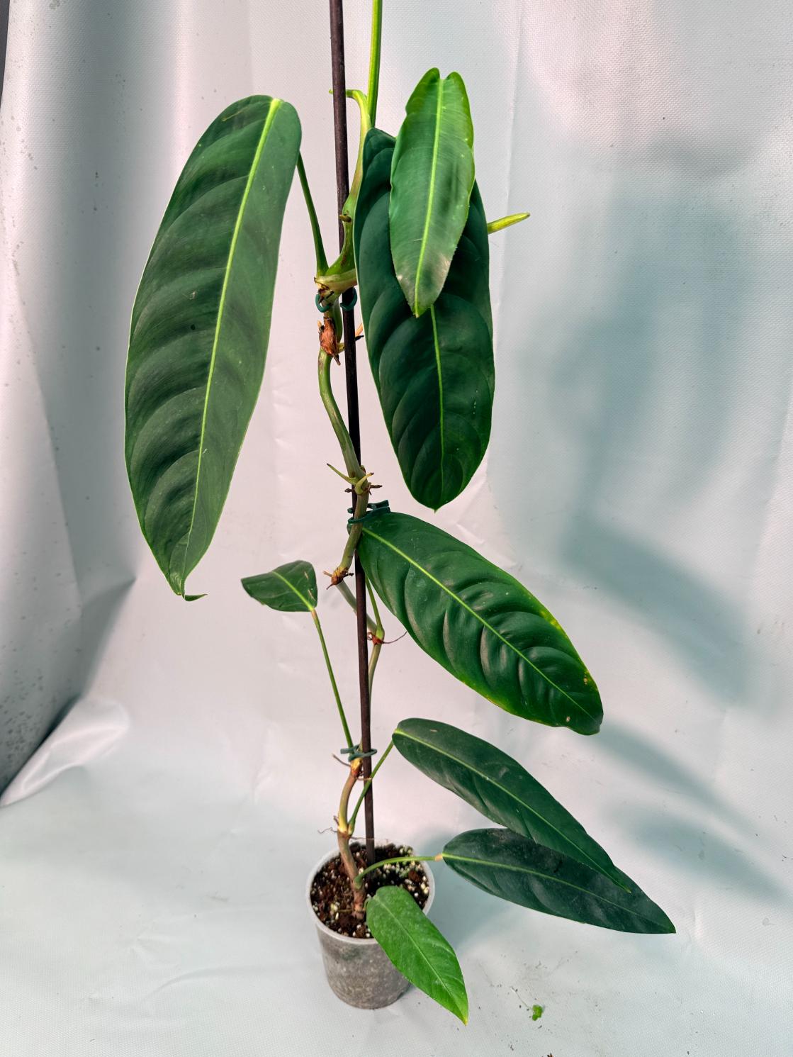 Philodendron Patriciae XL 01
